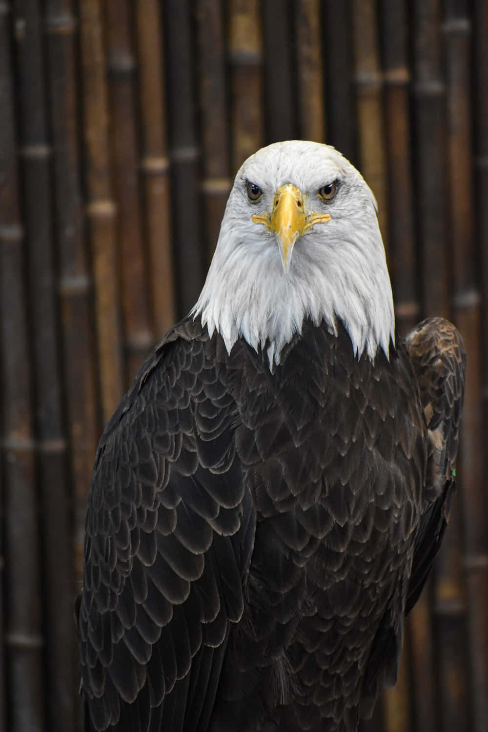 bald eagle, white head, yellow beak, HD Phone Wallpaper