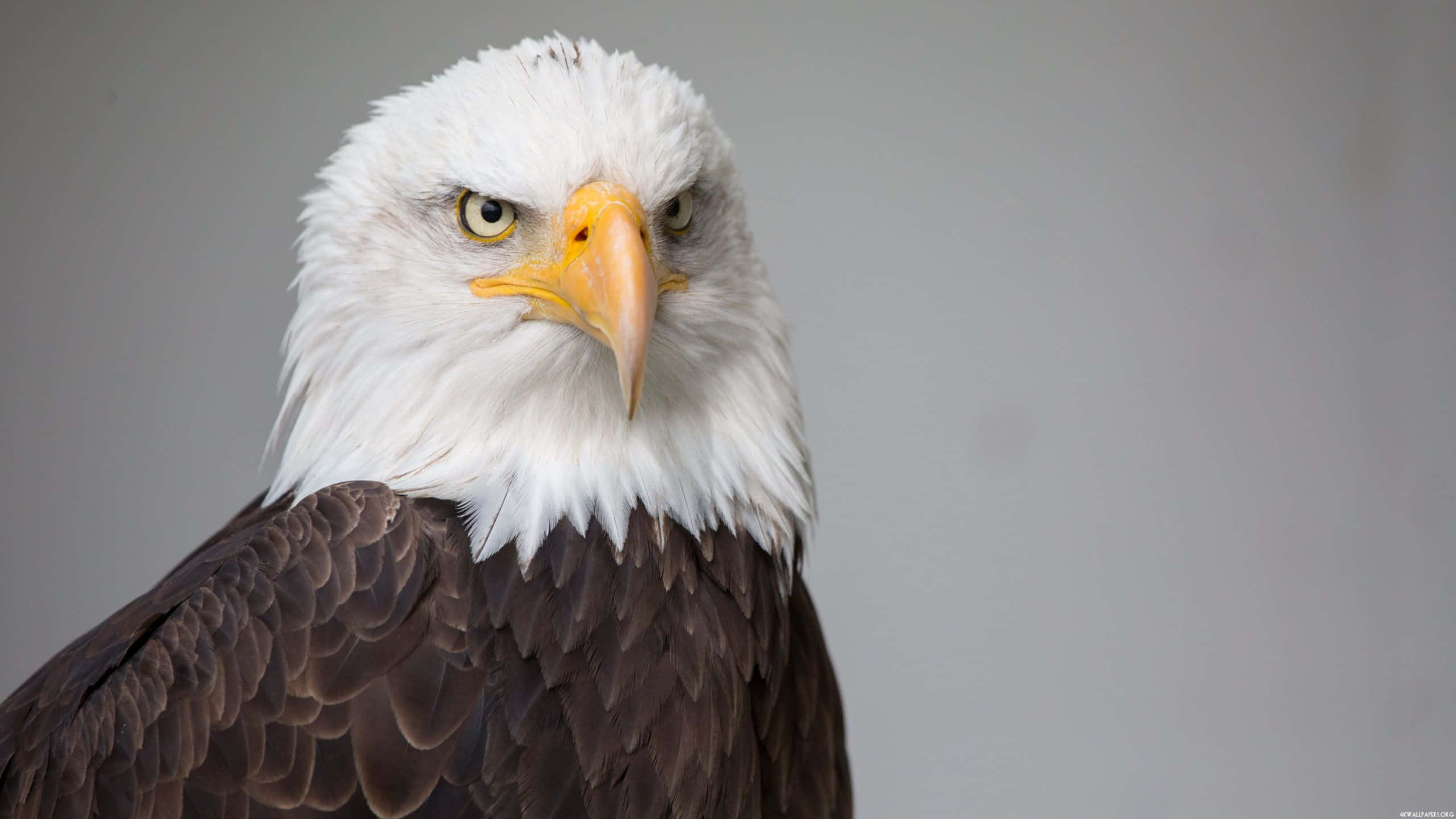 bald eagle, piercing yellow eyes, sharp yellow beak, 2K Desktop Wallpaper