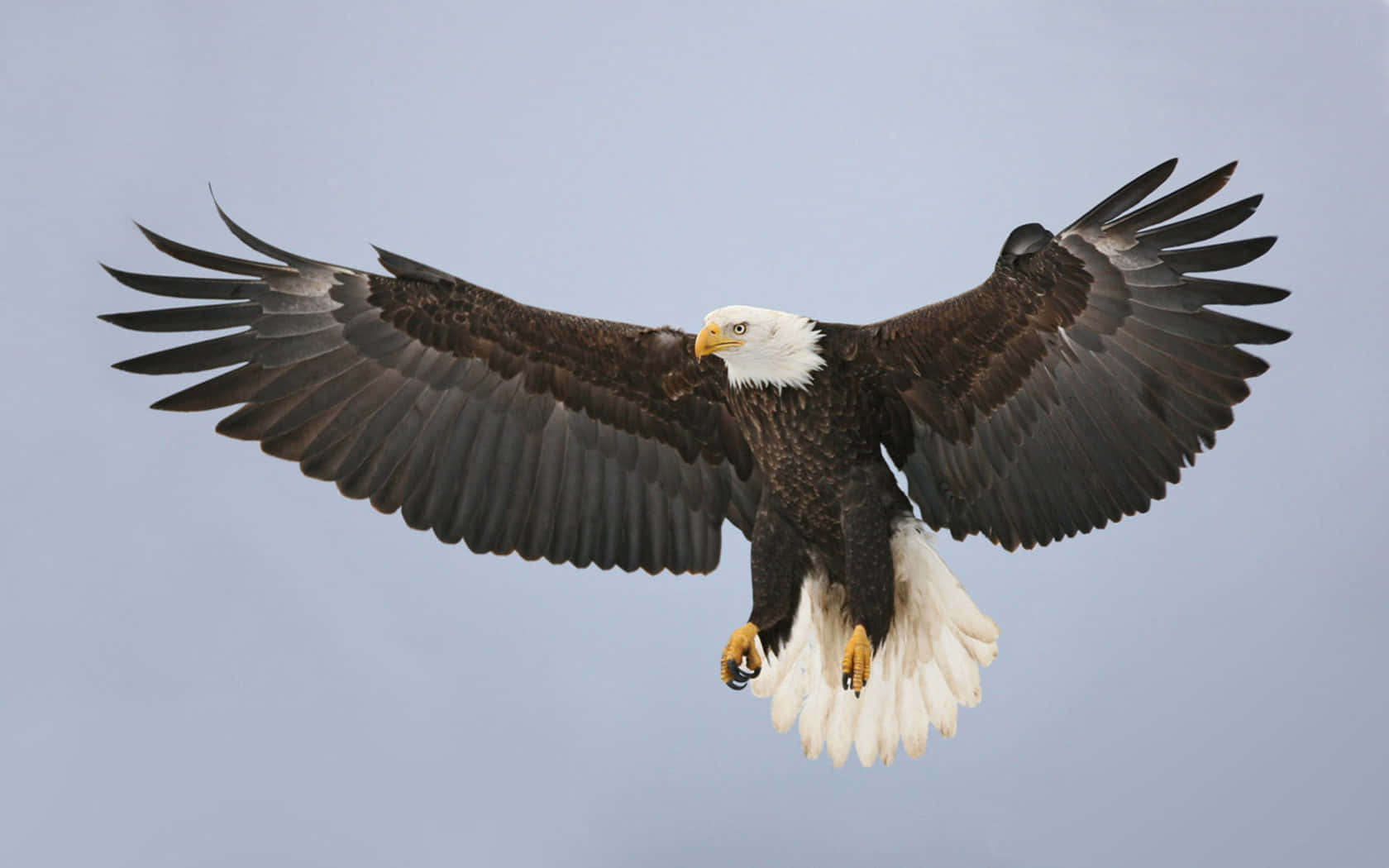 bald eagle, wings fully spread, pale gray sky, HD Desktop Wallpaper