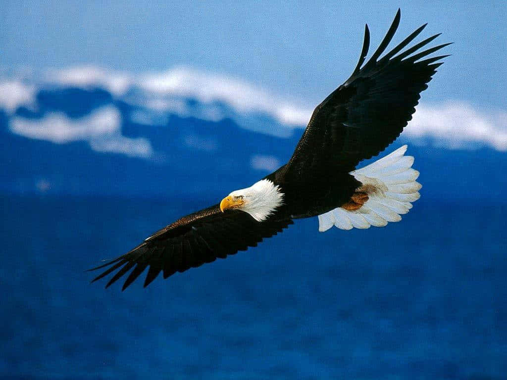 bald eagle, blue ocean, snow-capped mountains, SD Desktop Wallpaper