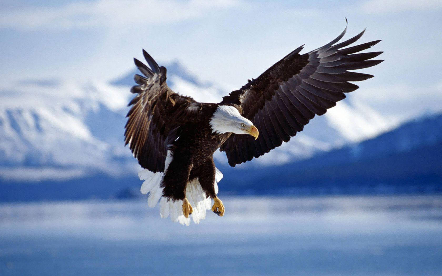 bald eagle, snow-capped mountains, calm blue water, HD Desktop Wallpaper