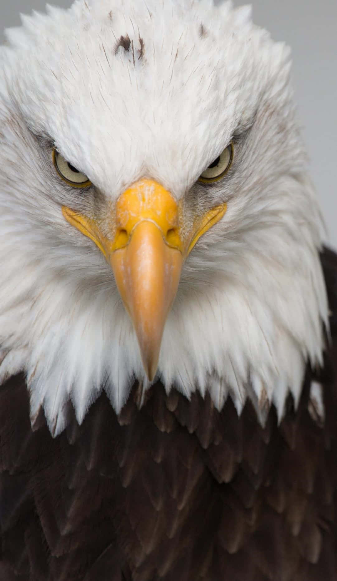bald eagle, yellow beak, white head feathers, HD Phone Wallpaper