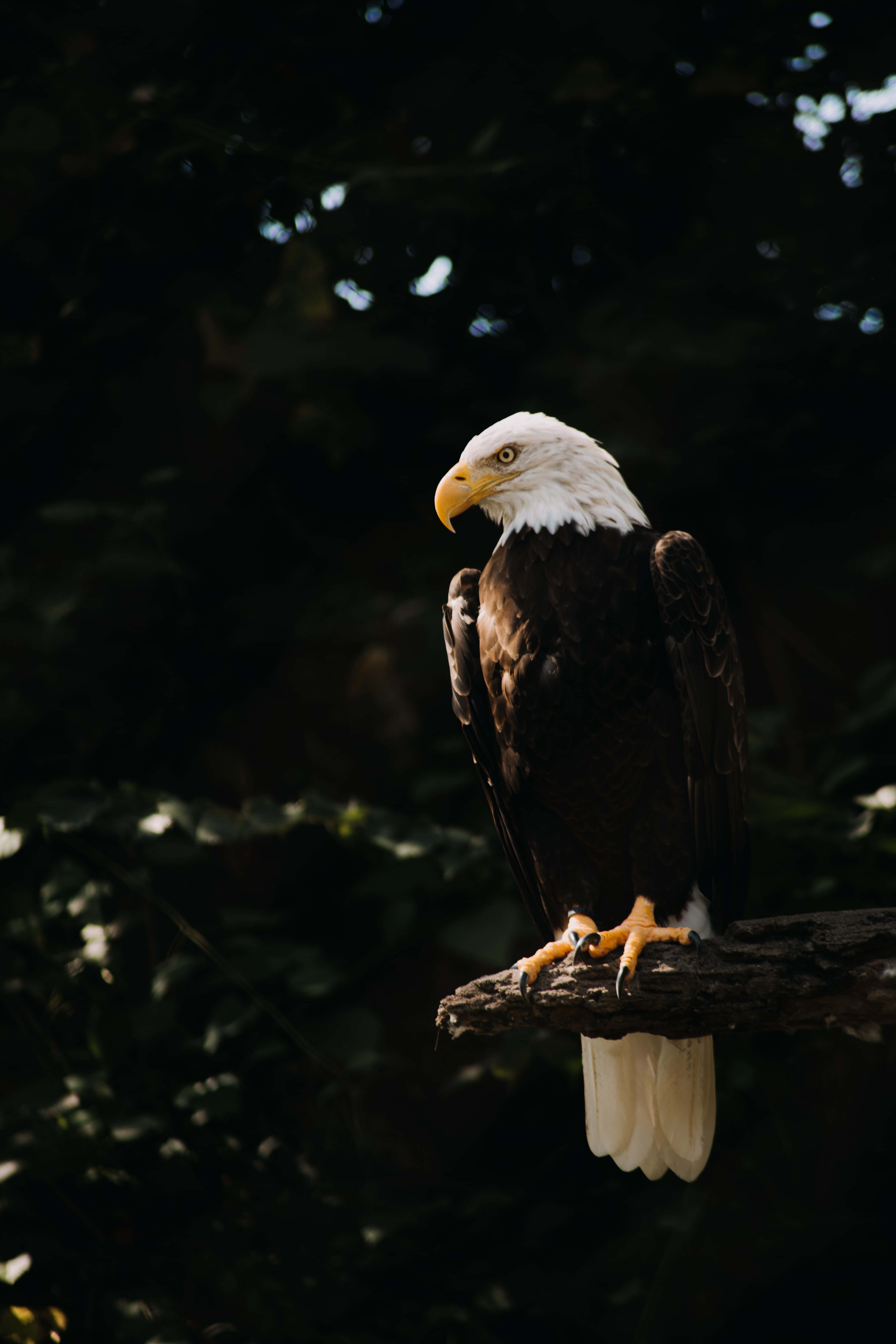 bald eagle, weathered branch, shadowy forest backdrop, 5K Phone Wallpaper
