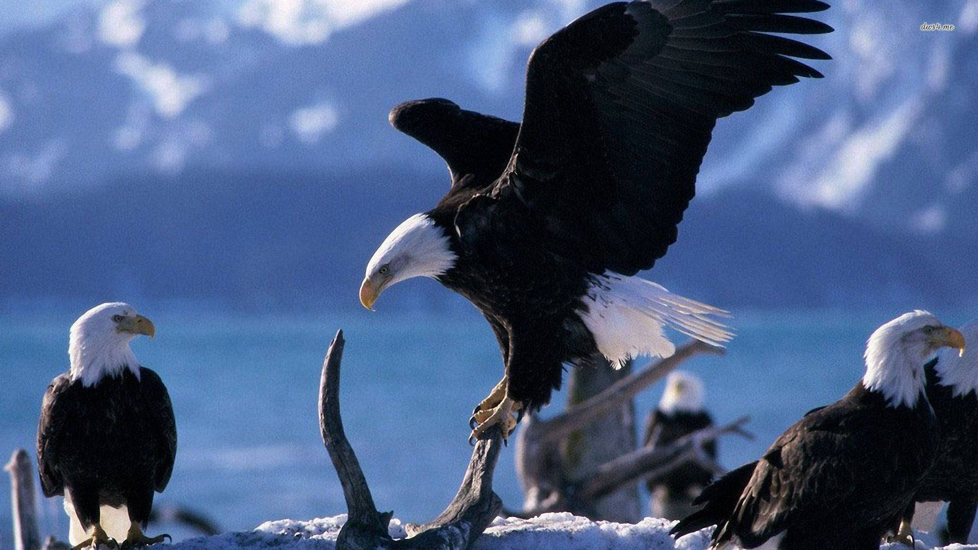 Bald Eagle, eaglets, snowy perch, Full HD Desktop Wallpaper
