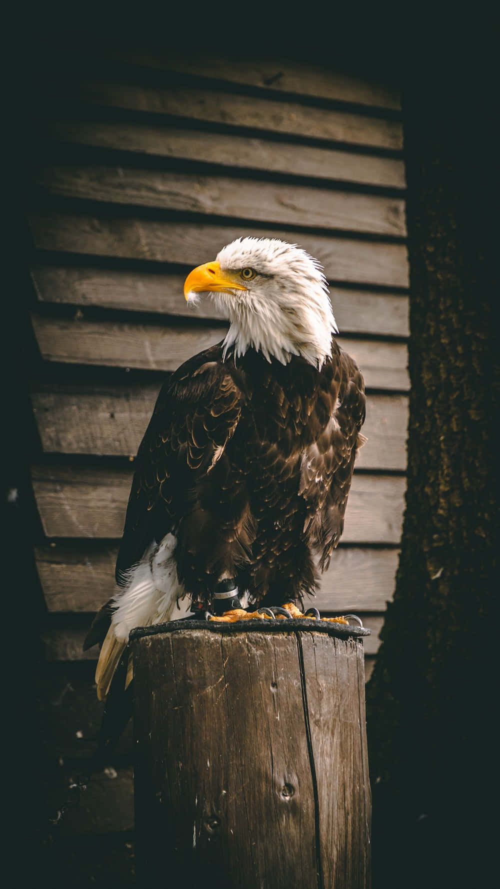bald eagle, wooden post, rustic wooden wall, HD Phone Wallpaper