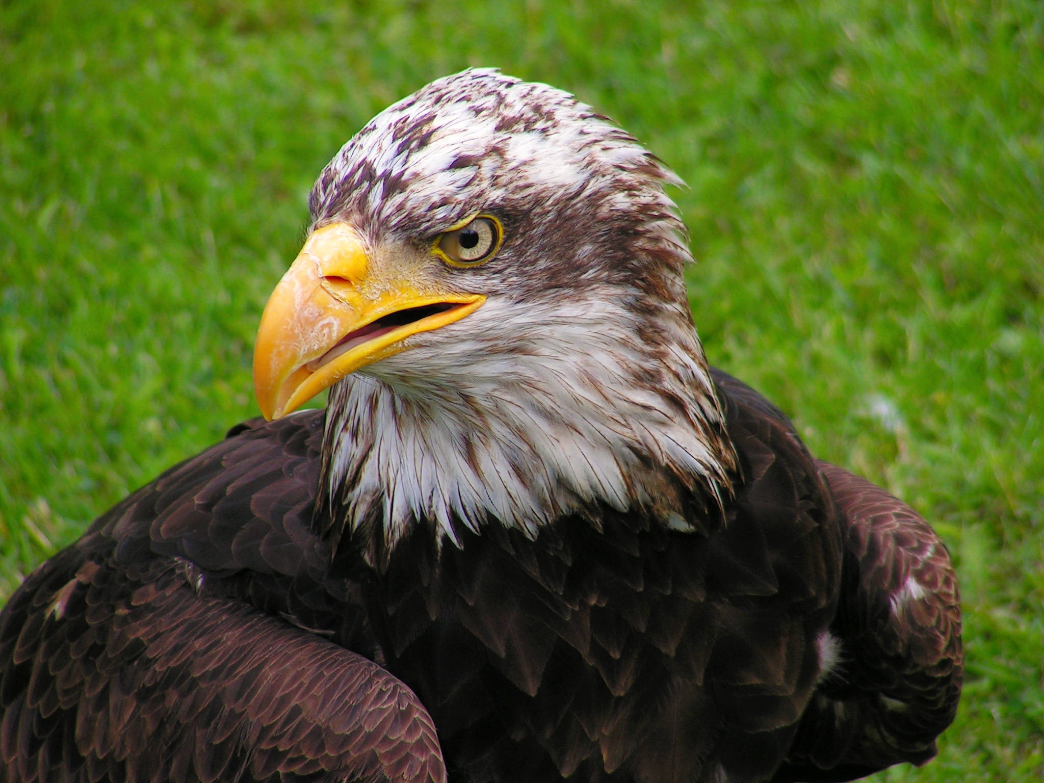 bald eagle, sharp yellow beak, piercing gaze, Full HD Desktop Wallpaper