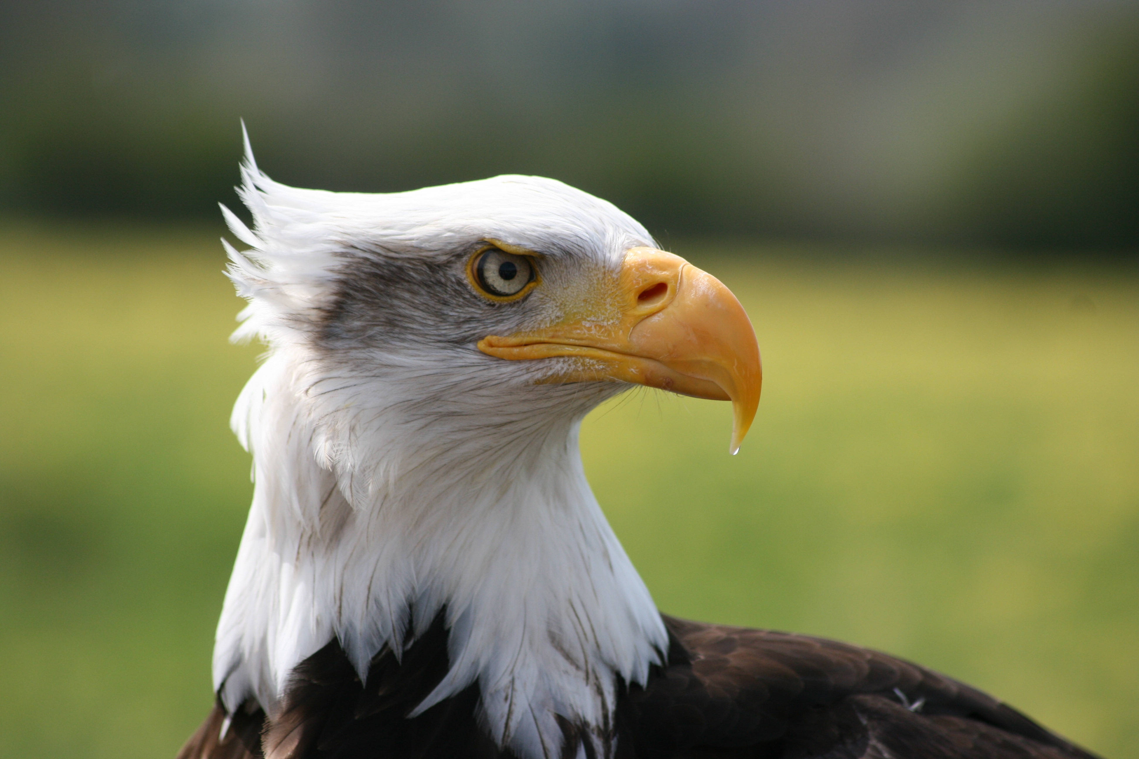 Bald Eagle, white head feathers, yellow beak, 4K Desktop Wallpaper