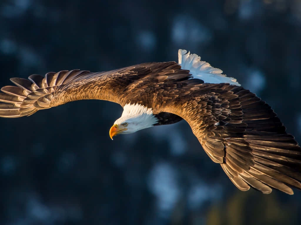 Bald Eagle, outstretched wings, blurred blue forest backdrop, SD Desktop Wallpaper
