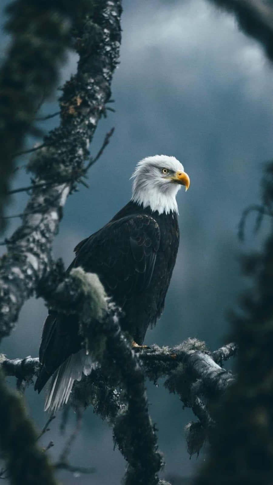 bald eagle, mossy tree branch, moody overcast sky, HD Phone Wallpaper
