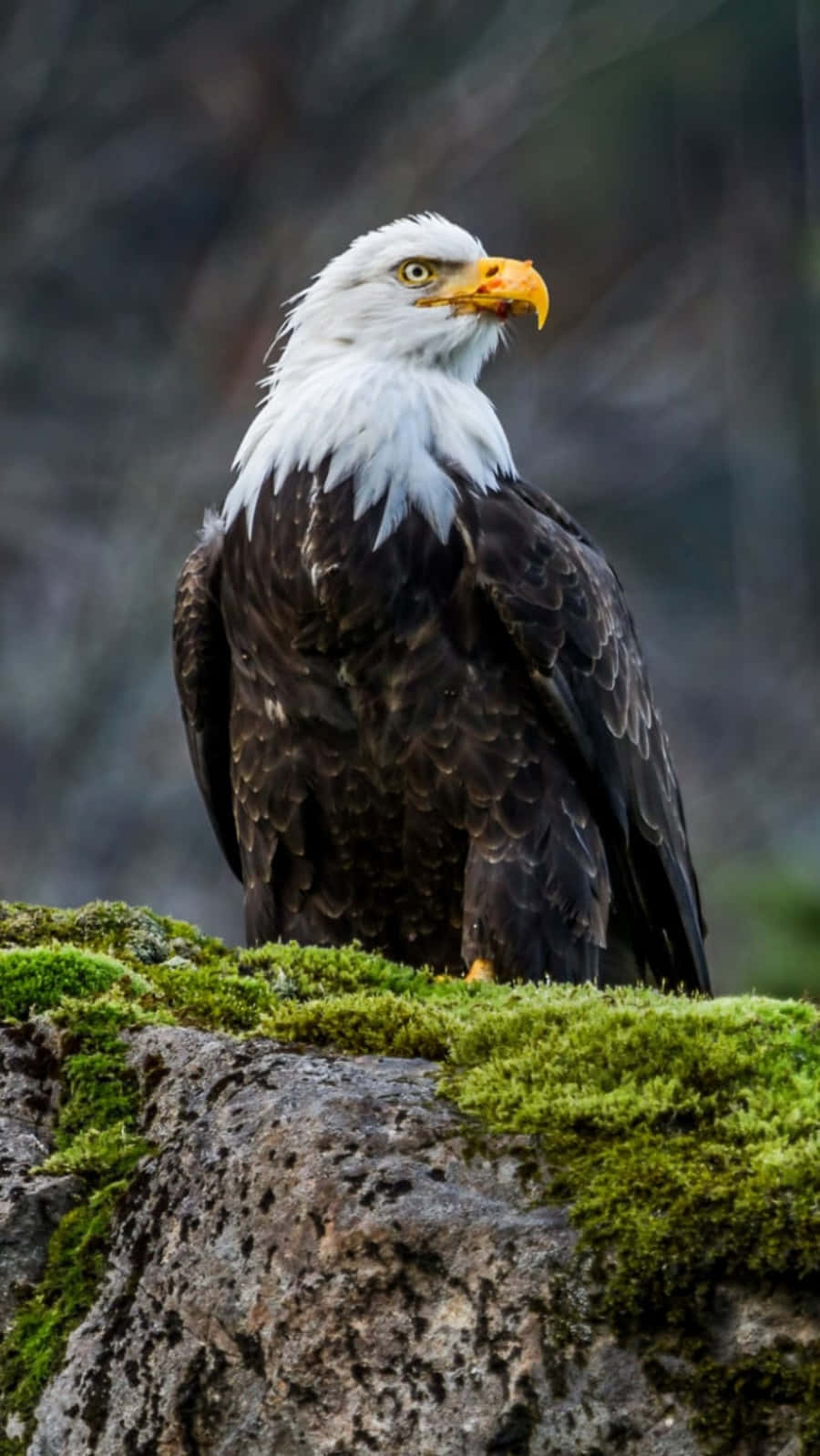 bald eagle, mossy rock, blurred forest background, HD Phone Wallpaper