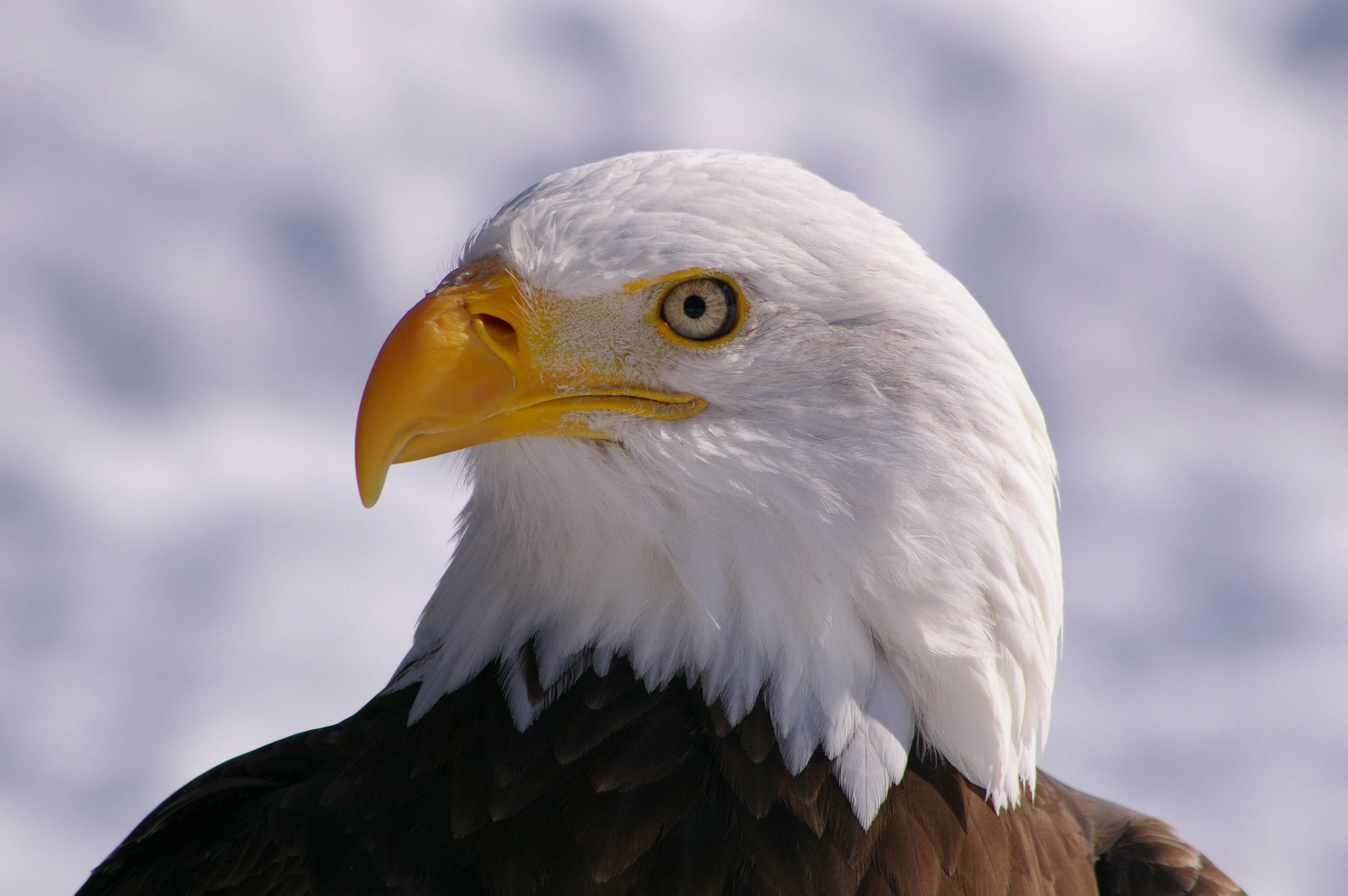 bald eagle, piercing yellow eyes, sharp beak, 2K Desktop Wallpaper
