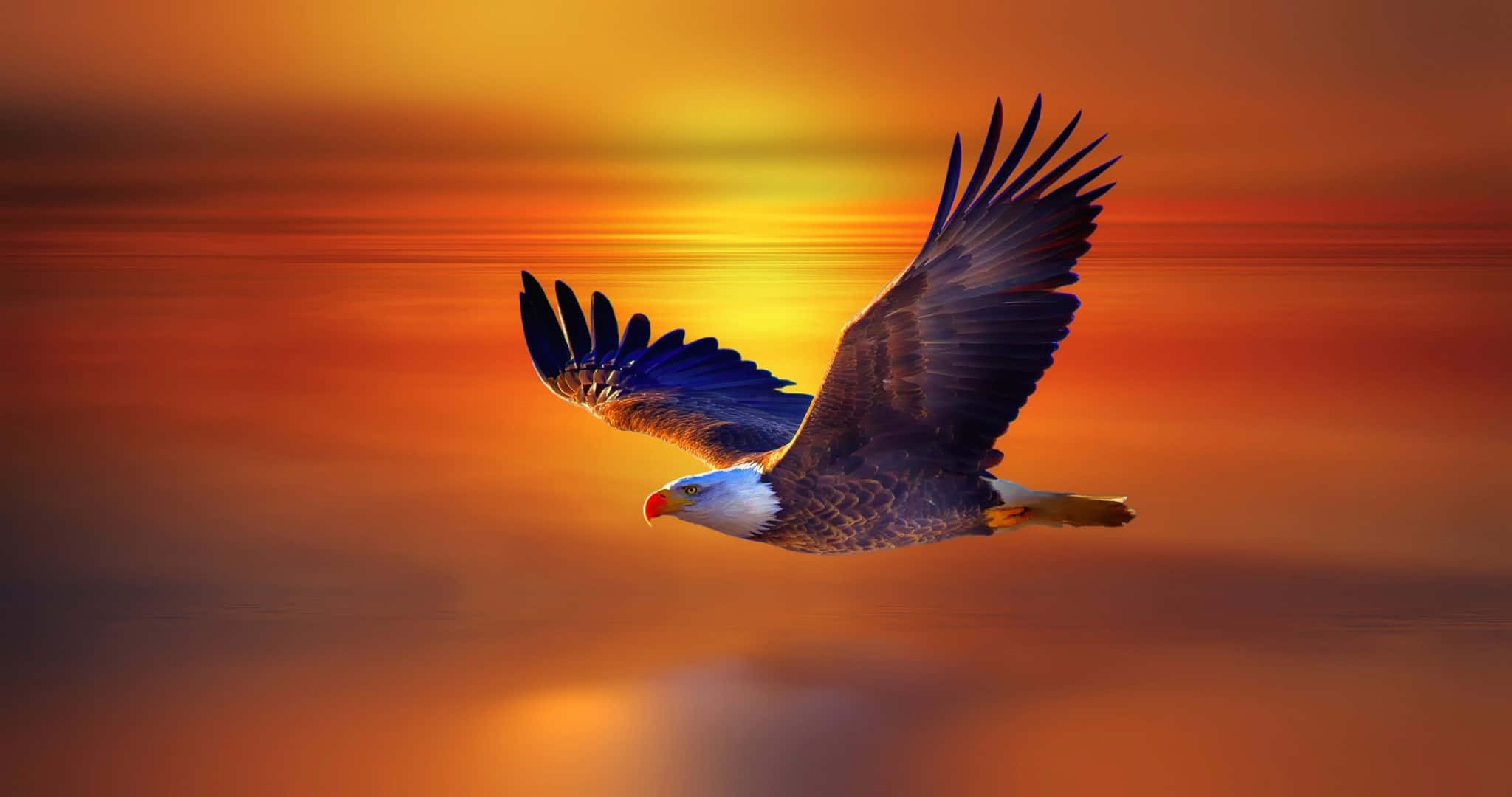 bald eagle, fiery orange, yellow sunset sky, Full HD Desktop Wallpaper