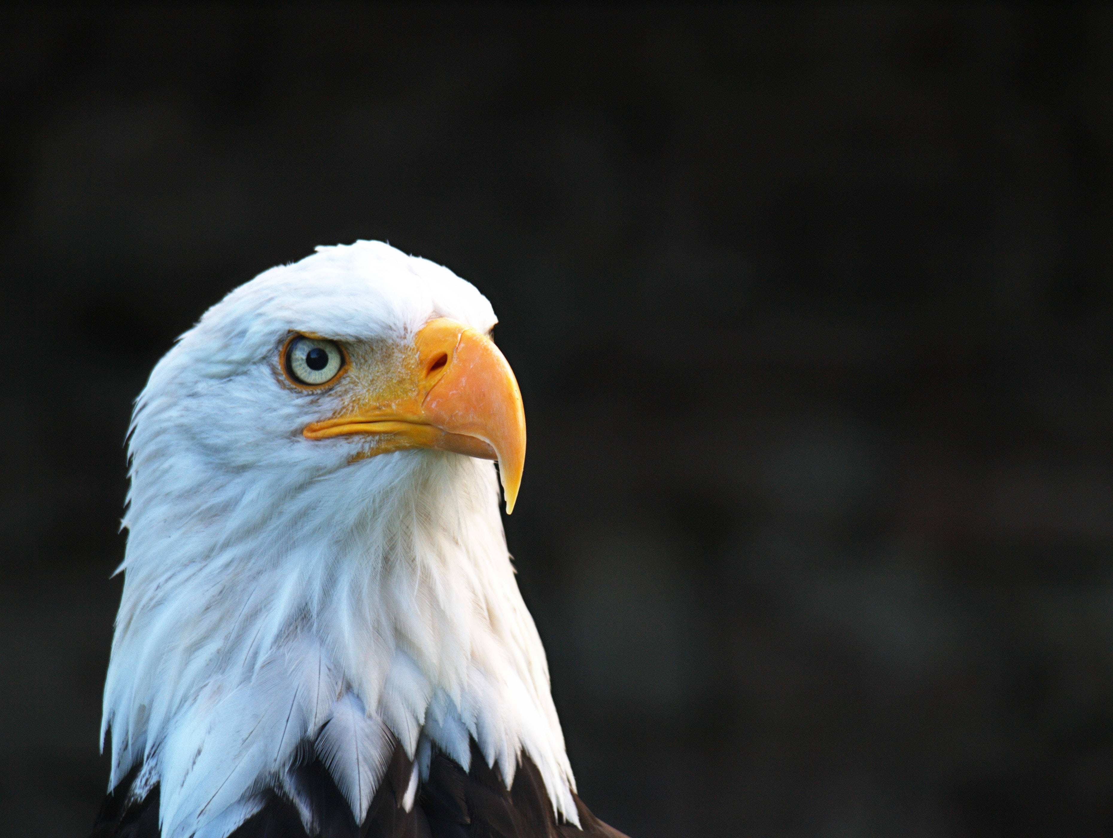 bald eagle, white feathers, sharp yellow beak, 2K Desktop Wallpaper
