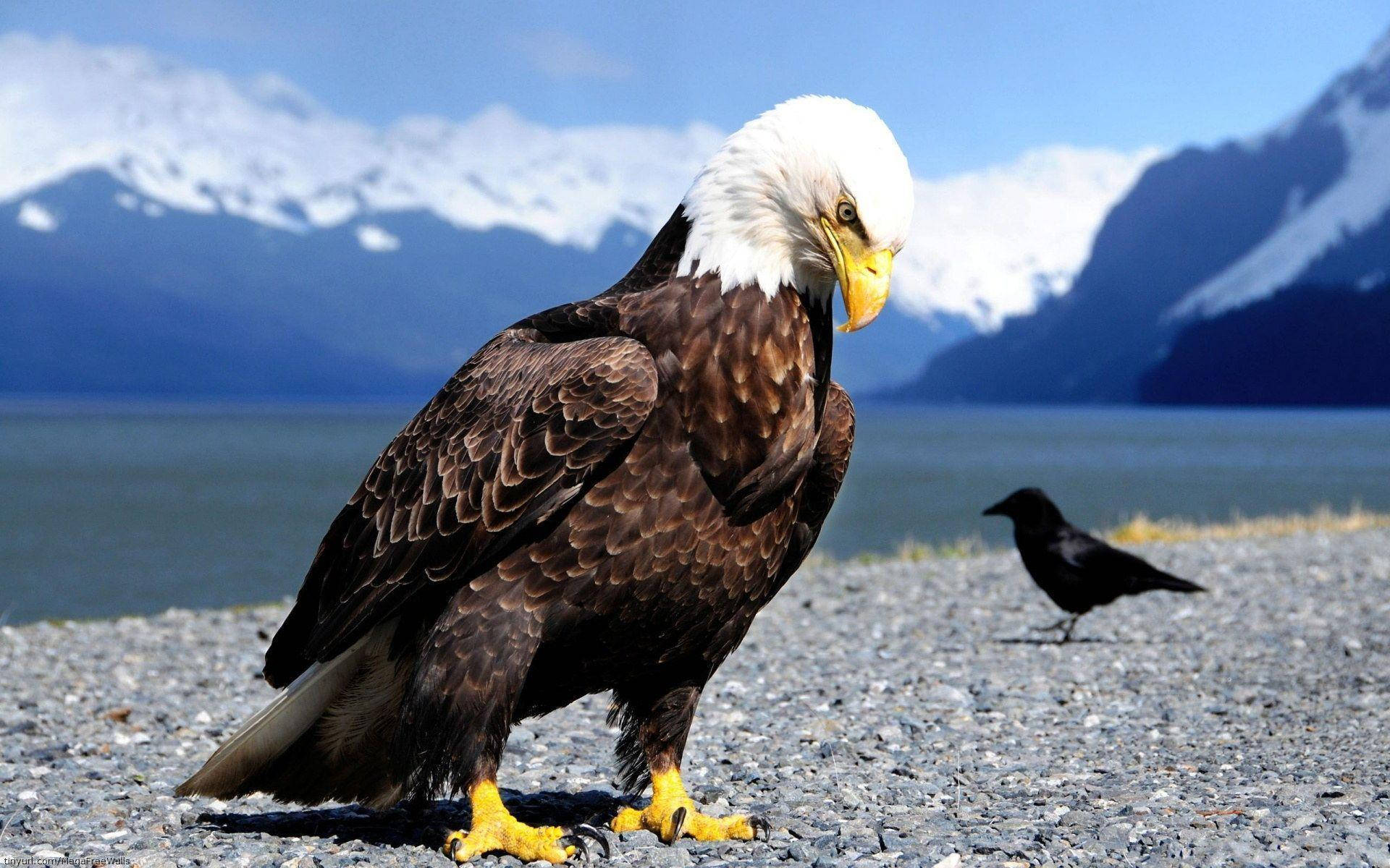 bald eagle, gravel shore, snow-capped mountains, Full HD Desktop Wallpaper