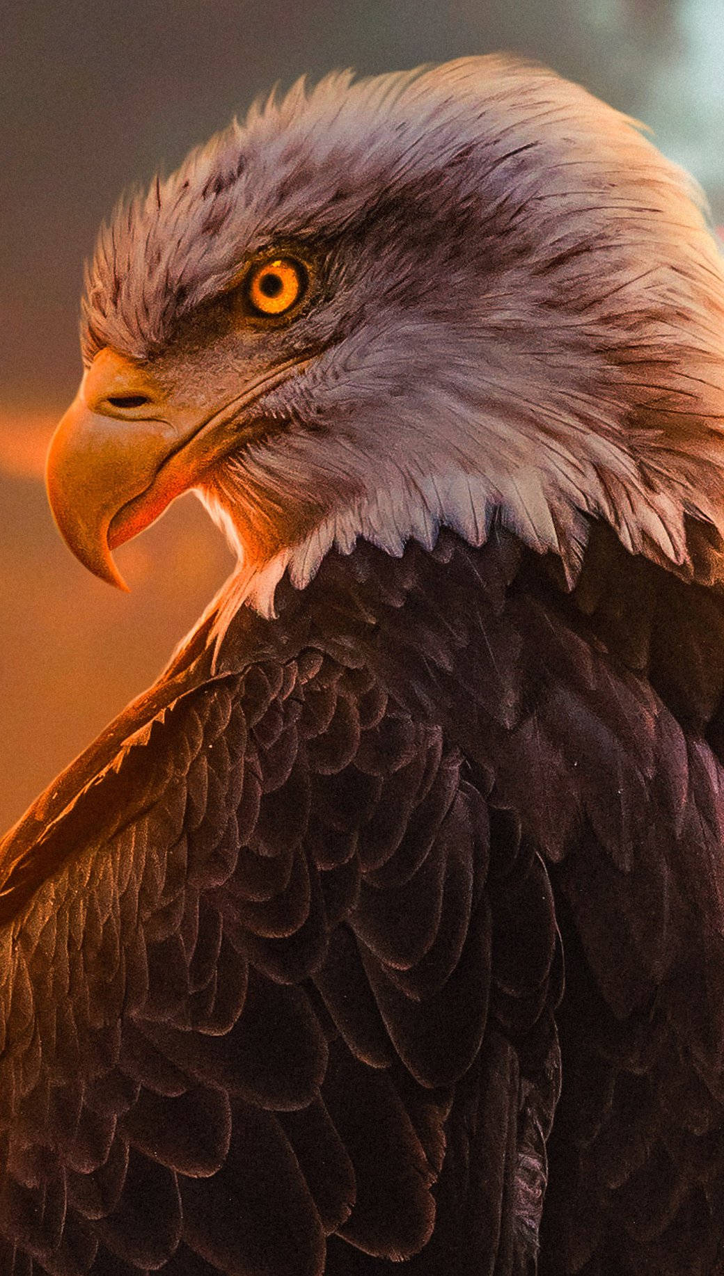 Bald Eagle, piercing yellow eyes, white feathers, HD Phone Wallpaper