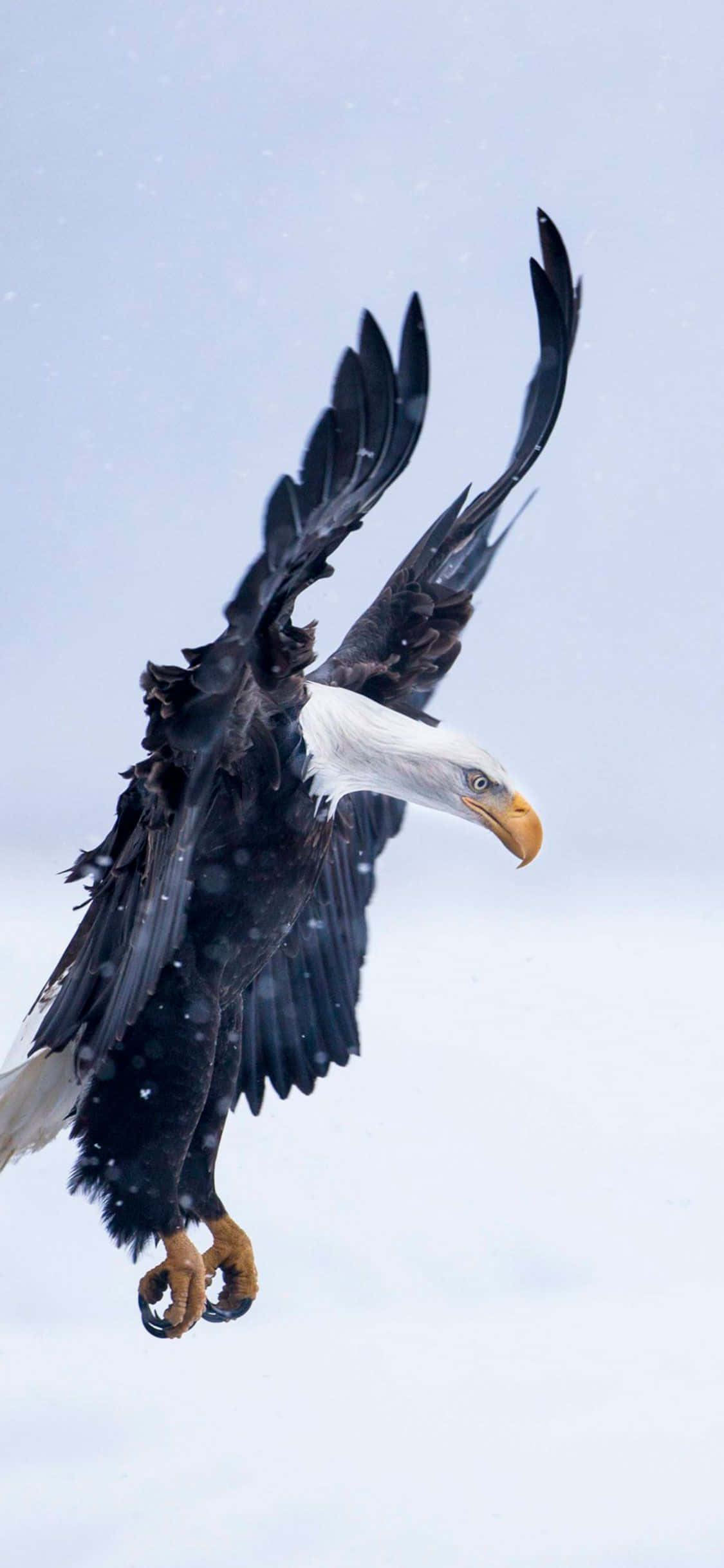 bald eagle, snowy skies, snow, Full HD Phone Wallpaper