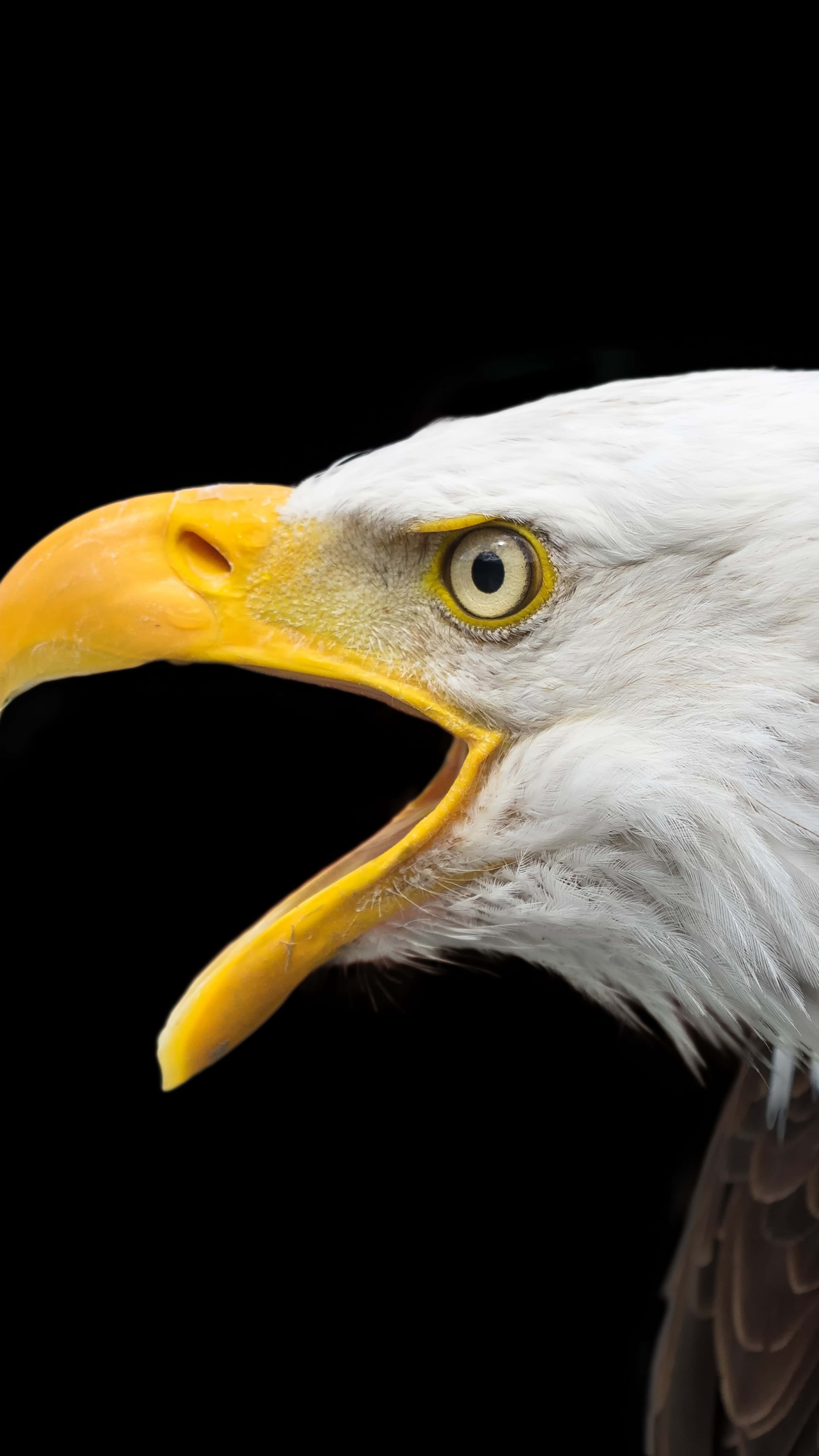 bald eagle, yellow beak, piercing eye, 5K Phone Wallpaper