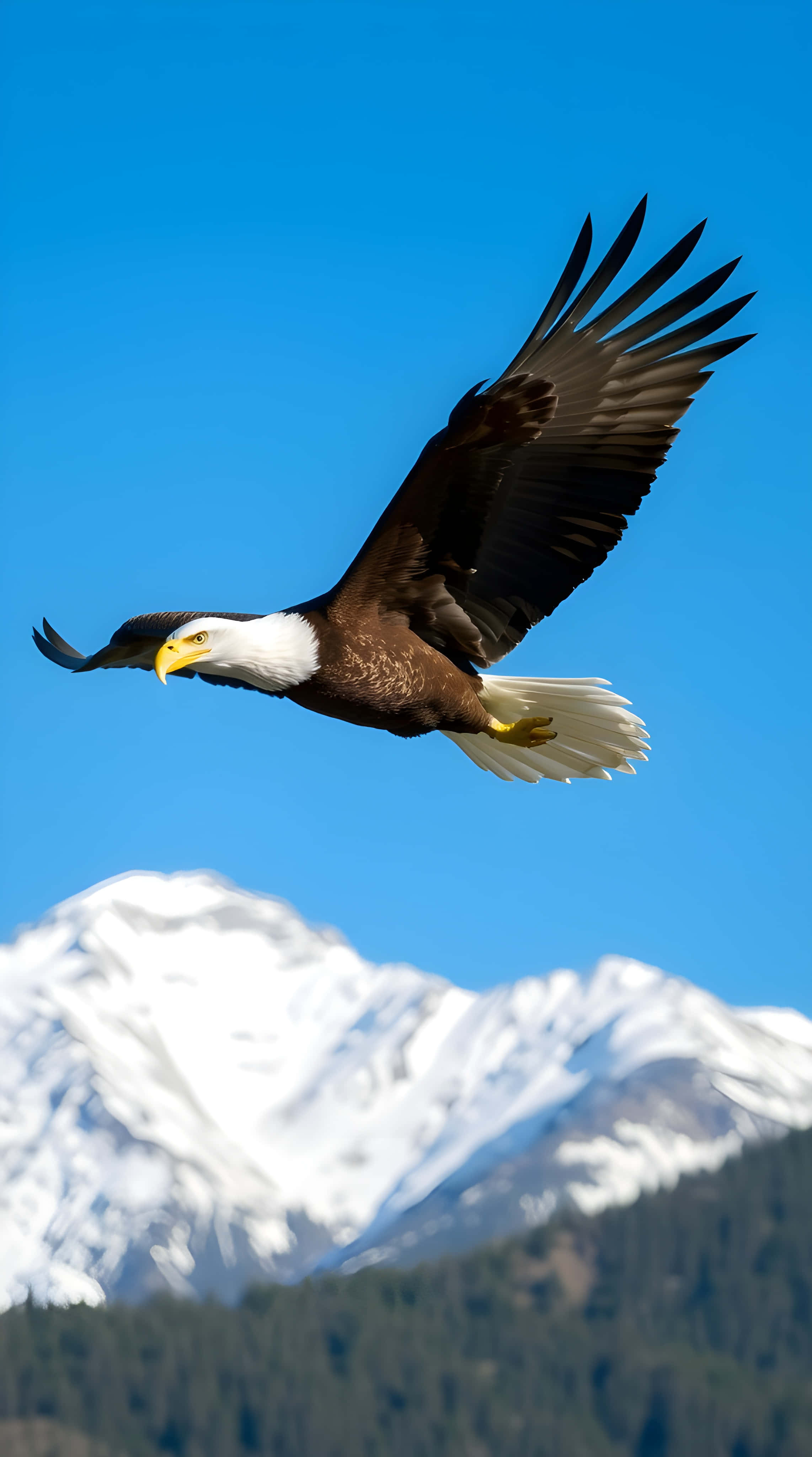 bald eagle, snowcapped mountains, evergreen forests, 4K Phone Wallpaper
