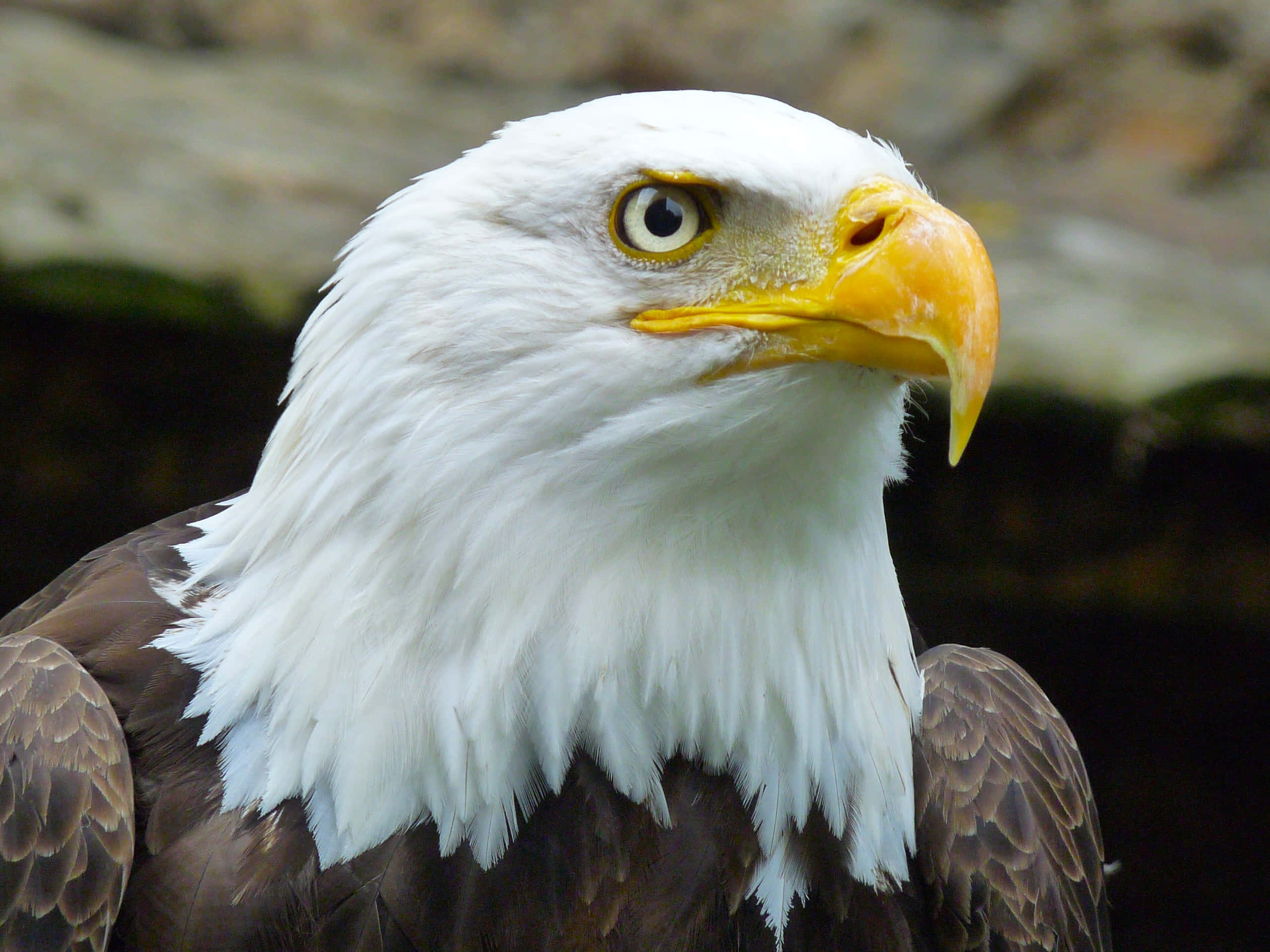 bald eagle, piercing yellow eyes, sharp curved beak, 2K Desktop Wallpaper