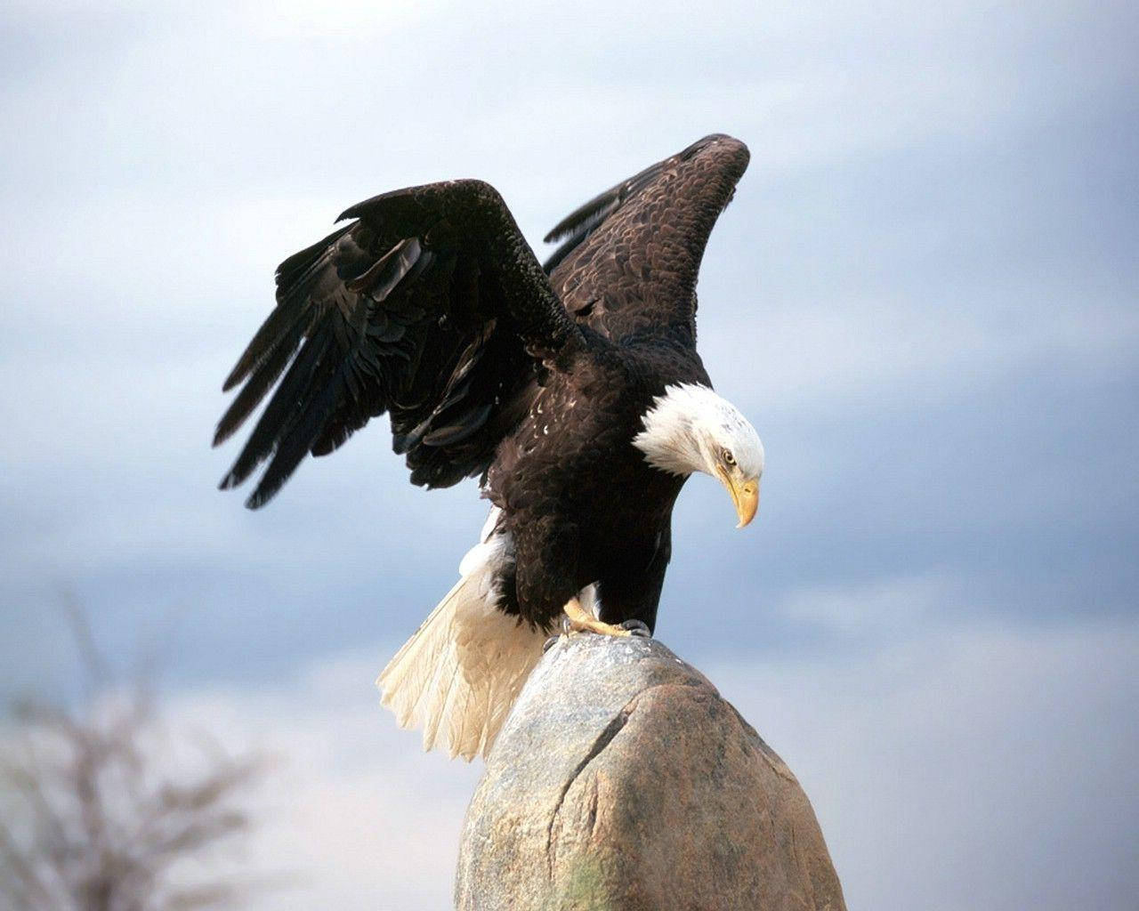 Bald Eagle, rock, cloudy sky, HD Desktop Wallpaper