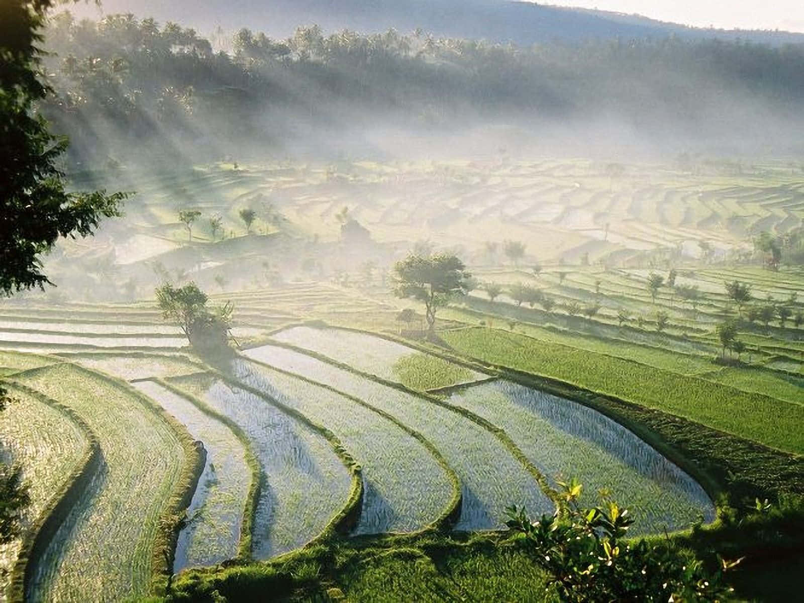 Bali Beach, emerald rice terraces, lush mountain valley, HD Desktop Wallpaper
