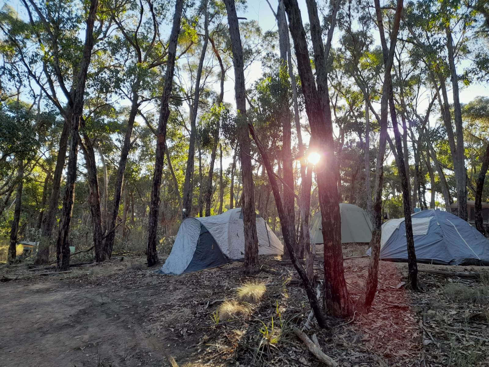 Ballarat, sunset, tall trees, HD Desktop Wallpaper