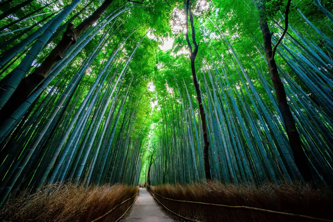 Bamboo 4K