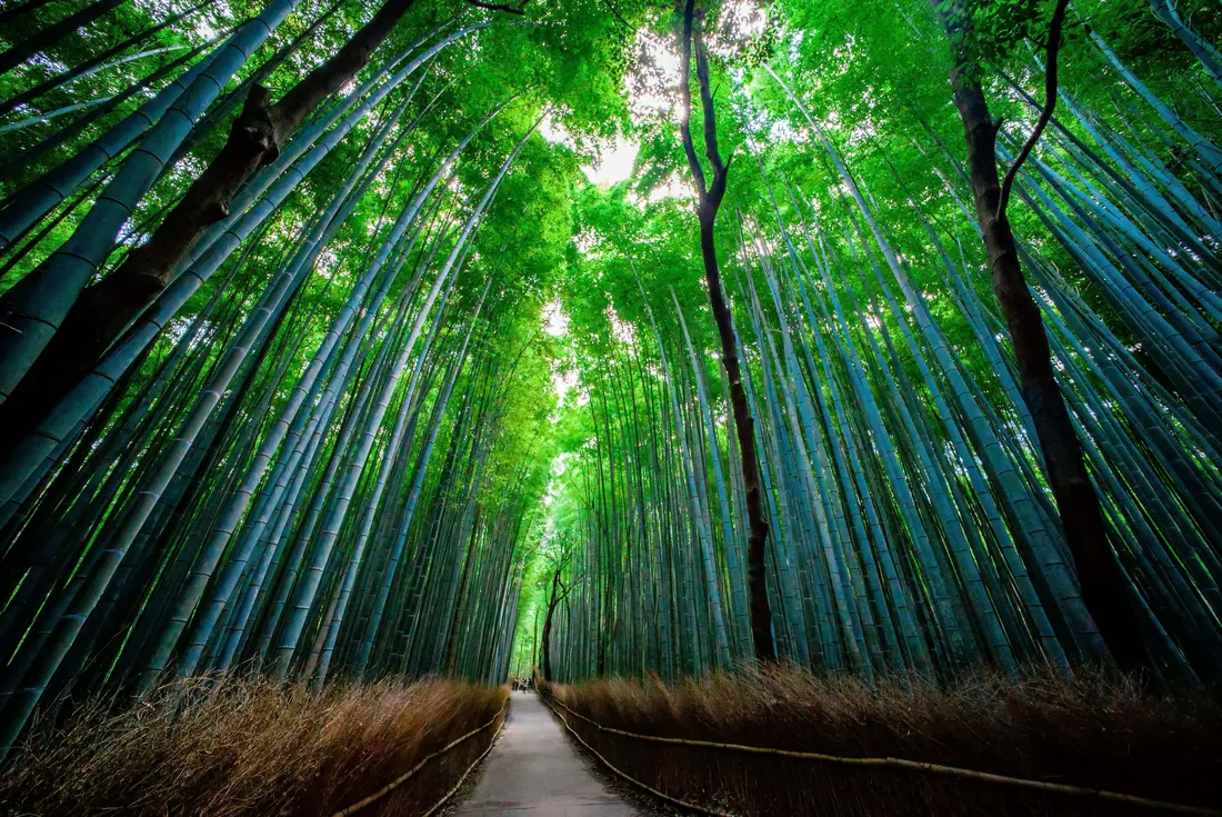 Bamboo Forest HD