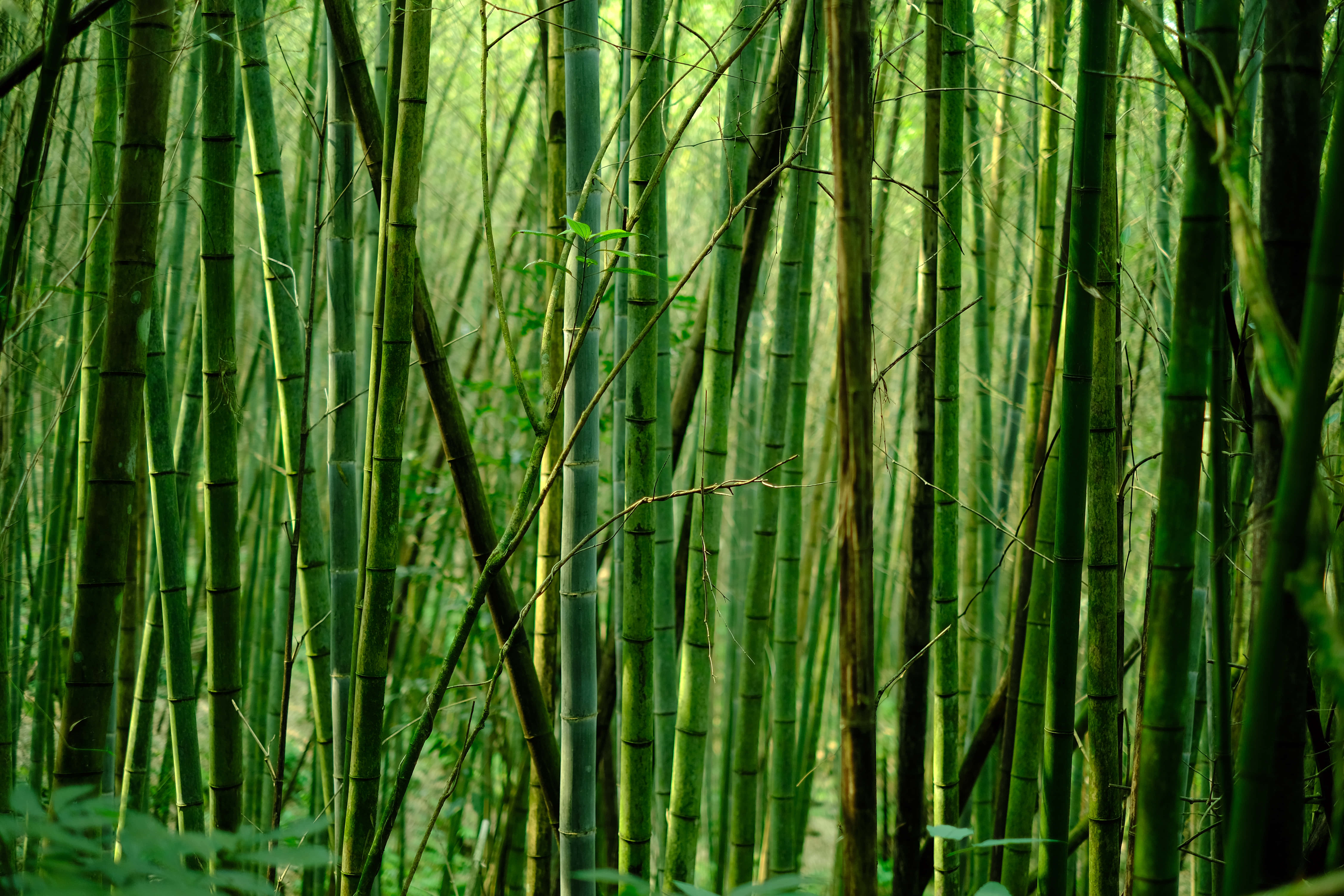 Chinese bamboo, bamboo forest, green leaves, 5K Desktop Wallpaper