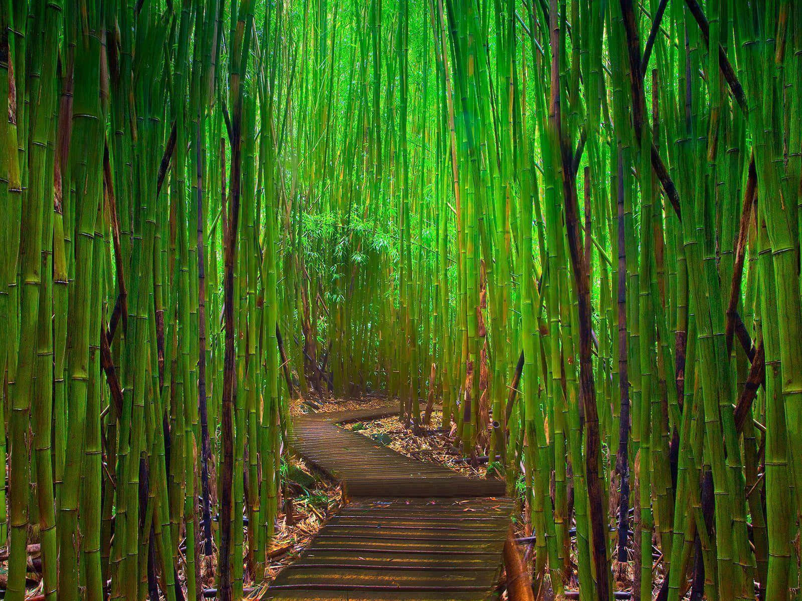 bamboo forest, wooden path, vibrant green light, HD Desktop Wallpaper