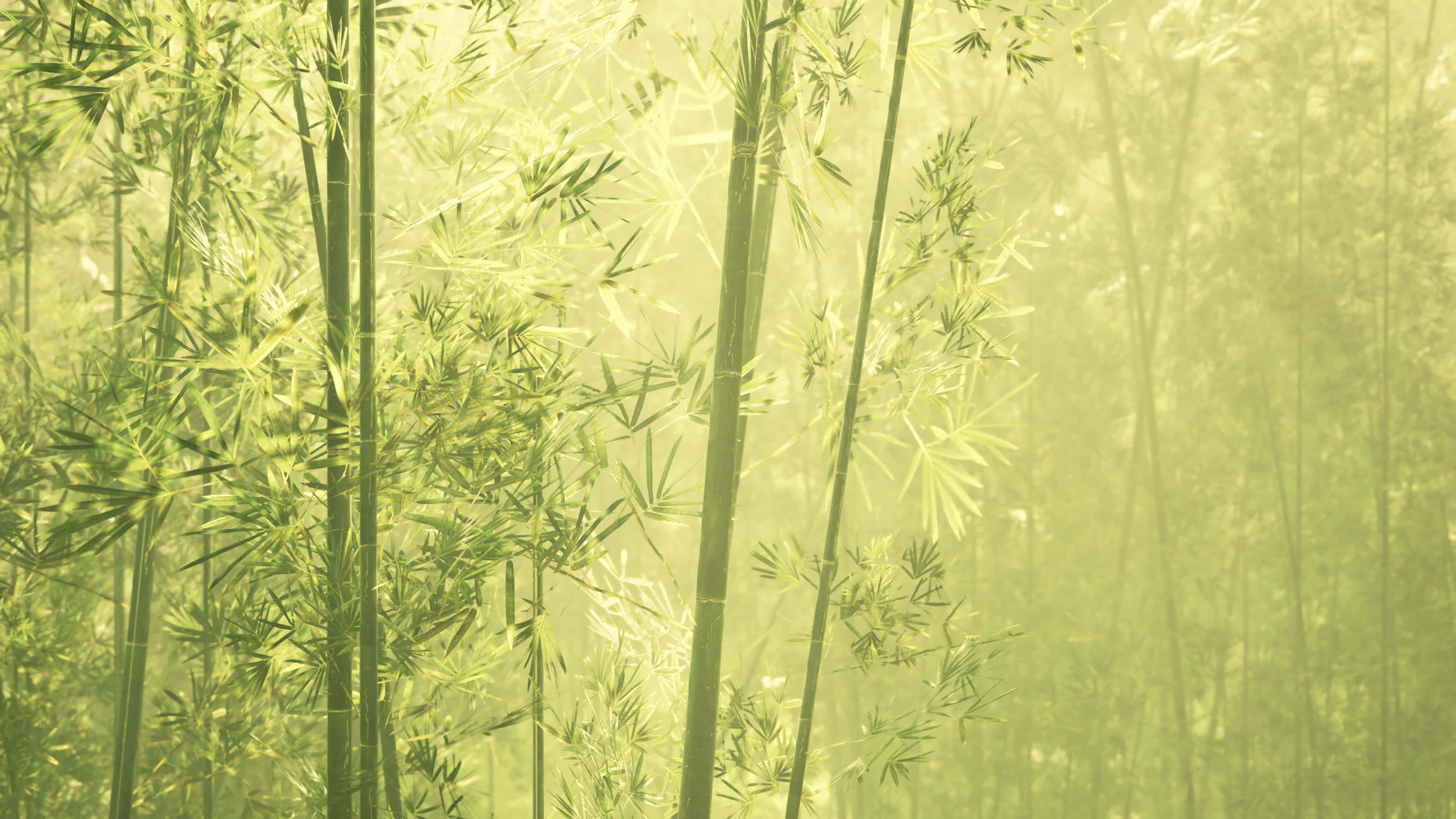 Chinese bamboo, tall green bamboo stalks, sunlight, 4K Desktop Wallpaper
