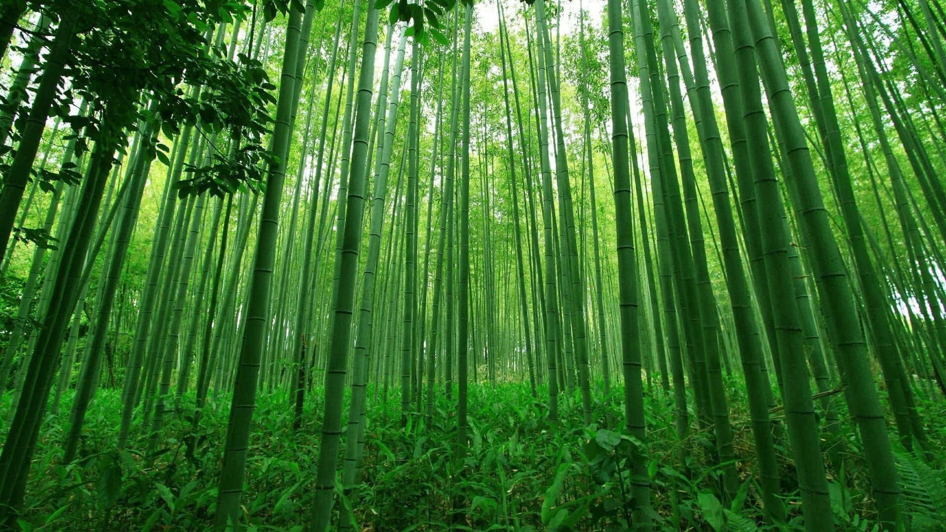 Bamboo Forest HD, tall bamboo stalks, dense emerald forest canopy, Full HD Desktop Wallpaper