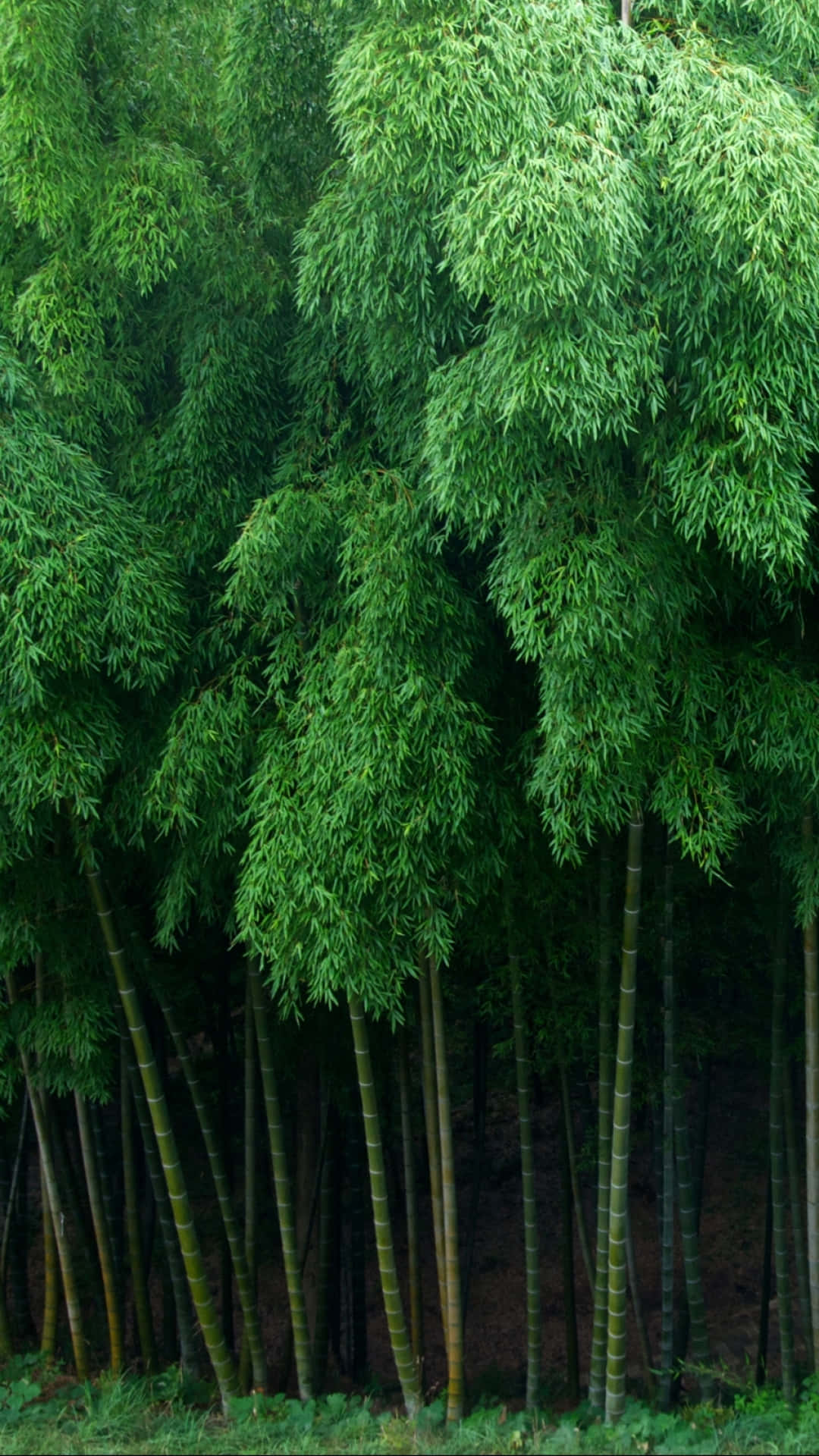 bamboo trees, forest, lush green leaves, Full HD Phone Wallpaper