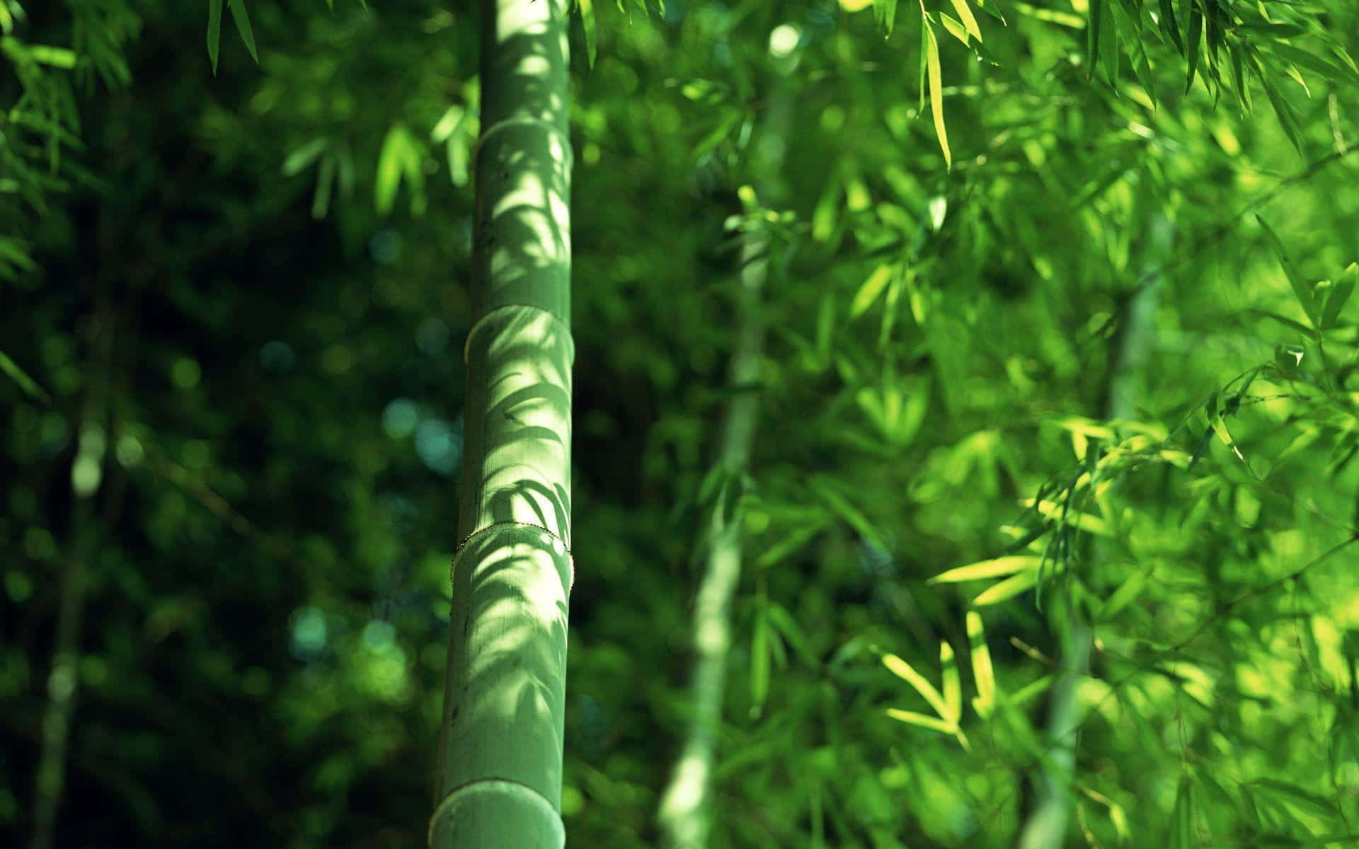 bamboo stalk, lush forest, dappled green shadows, Full HD Desktop Wallpaper