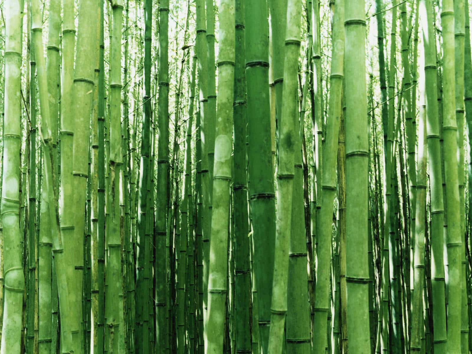 bamboo forest, green bamboo stalks, sunlit forest, HD Desktop Wallpaper