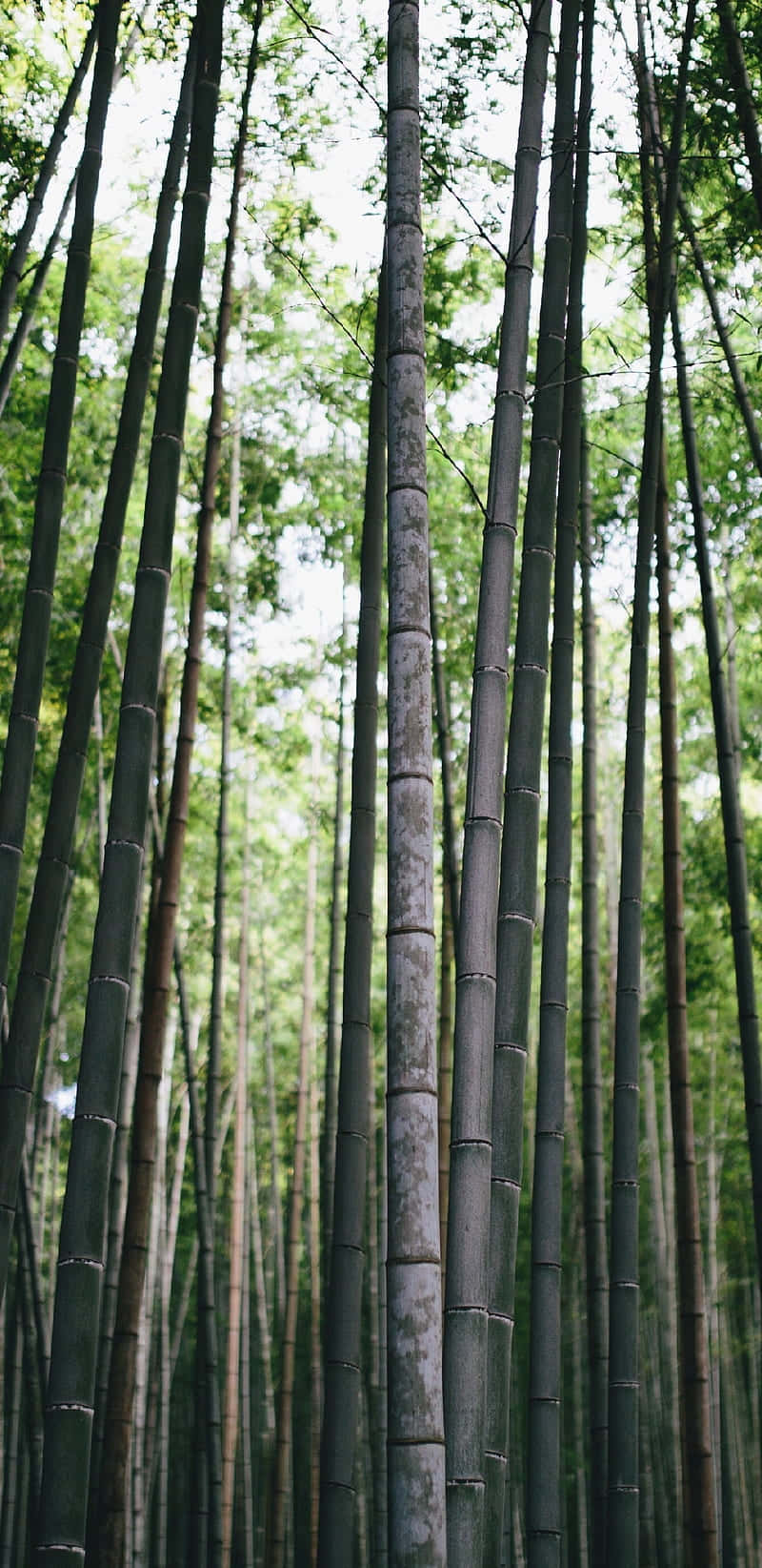 bamboo phone, tall bamboo trees, forest, HD Phone Wallpaper