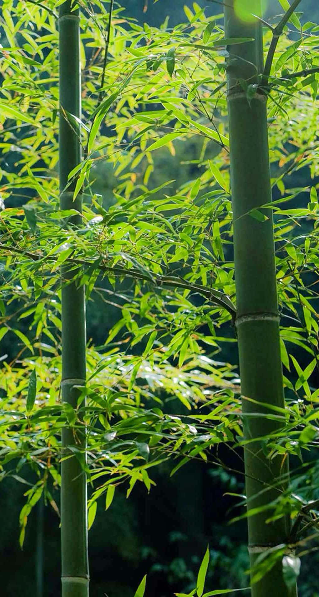 bamboo phone, bamboo trees, forest, Full HD Phone Wallpaper