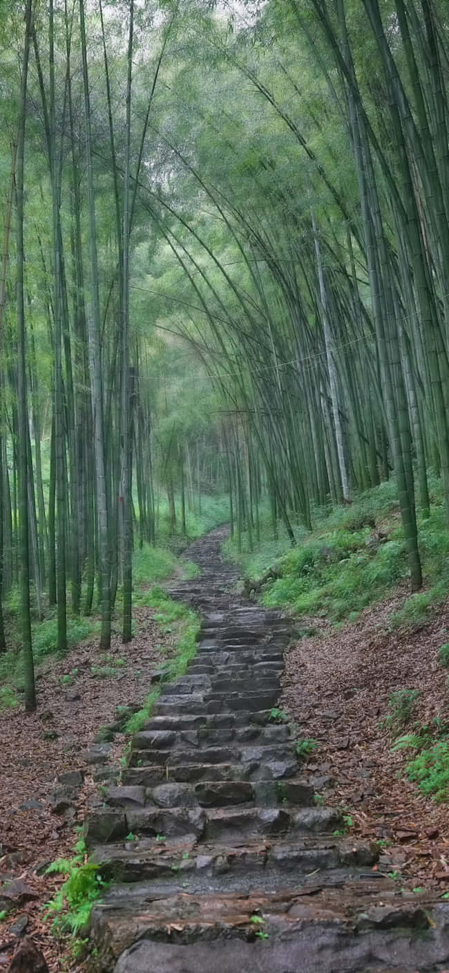 bamboo forest, stone path, dappled green light, HD Phone Wallpaper