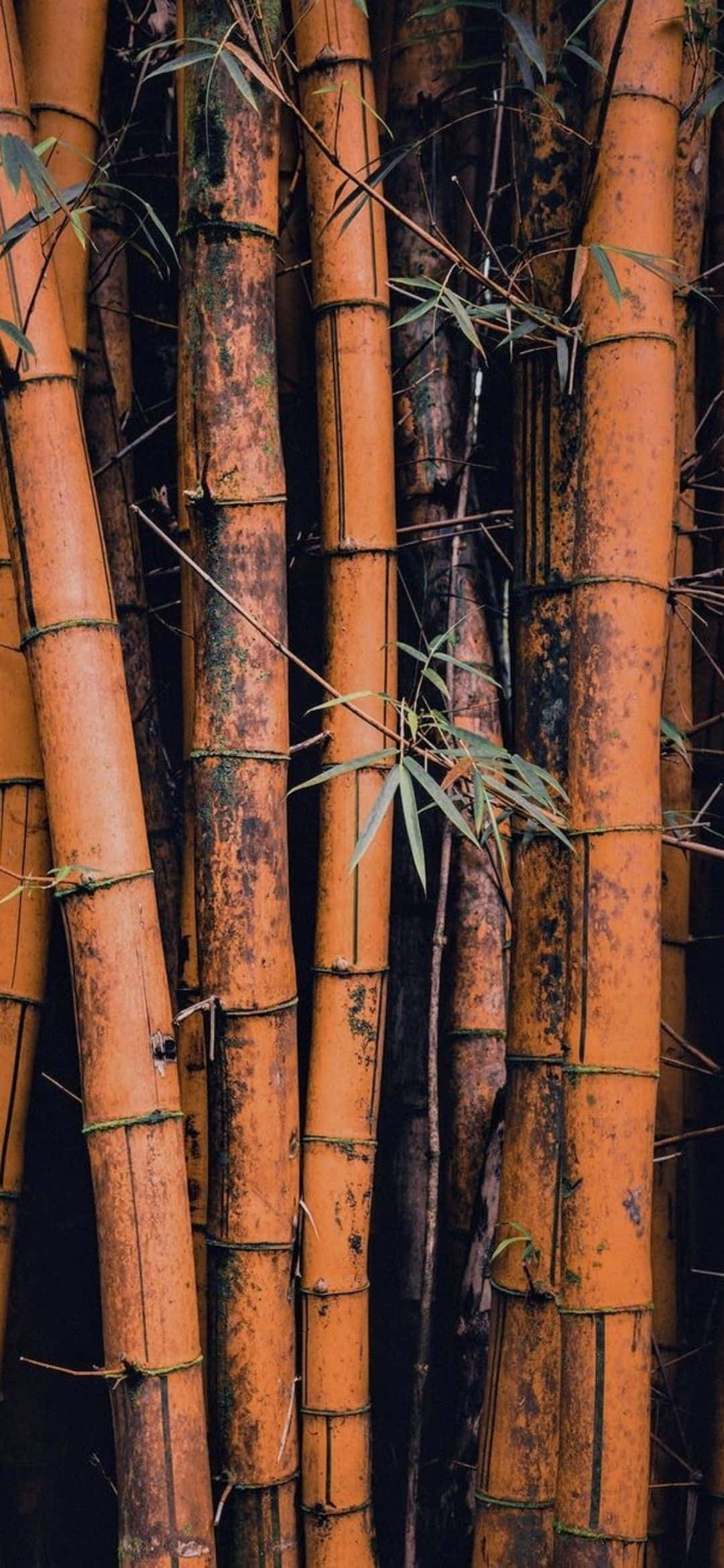 bamboo phone, Tall orange bamboo stalks, dark patches, Full HD Phone Wallpaper