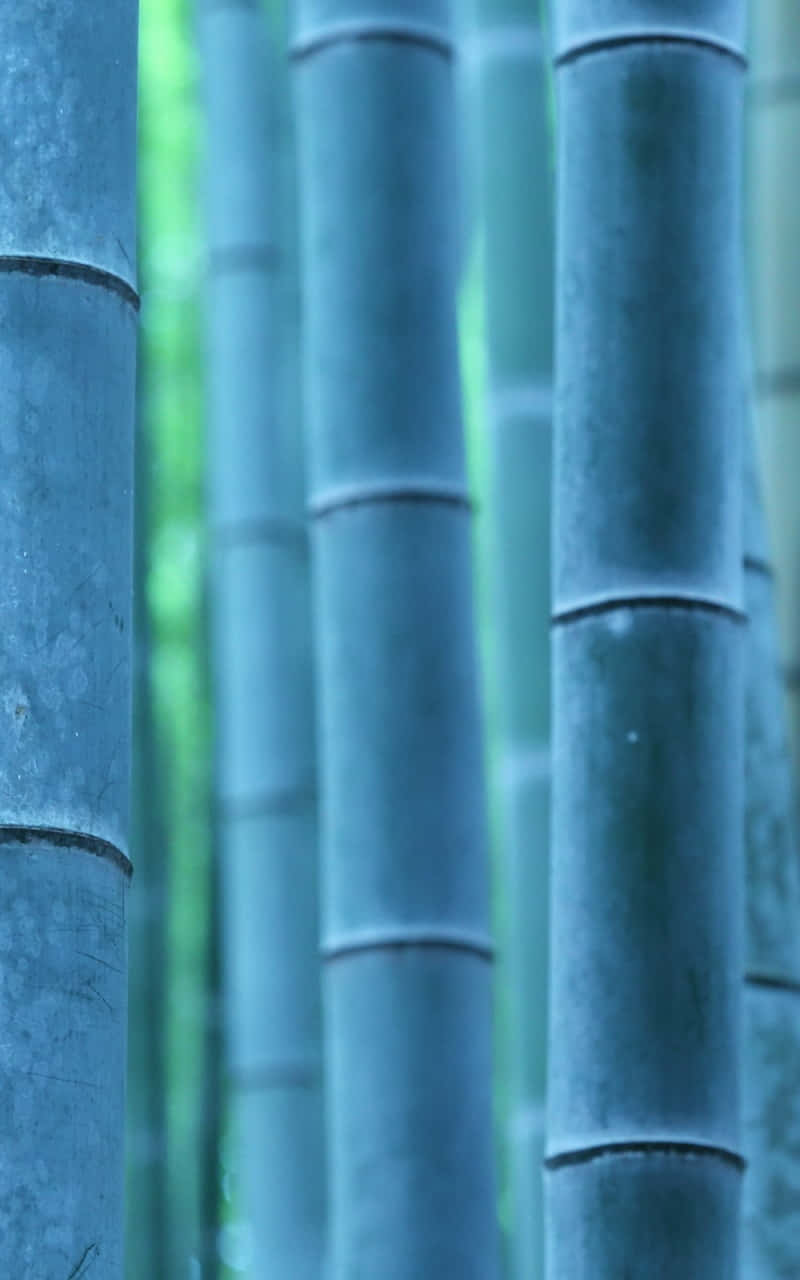 bamboo forest, kyoto, japan, HD Phone Wallpaper