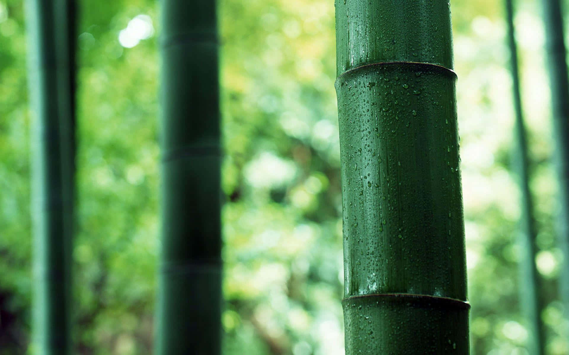 bamboo trees, lush green forest, dew-covered bamboo stalks, Full HD Desktop Wallpaper