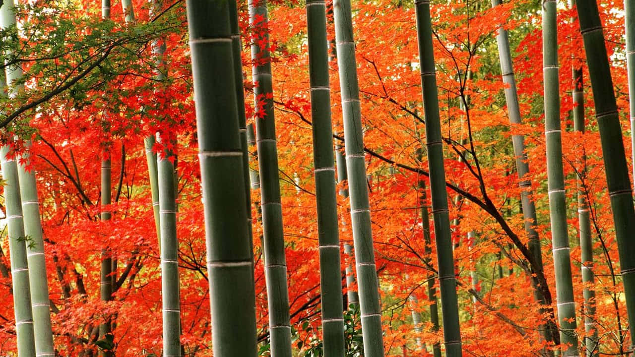 autumn bamboo forest glow, fiery orange and red maple leaves, tall green bamboo stalks, HD Desktop Wallpaper