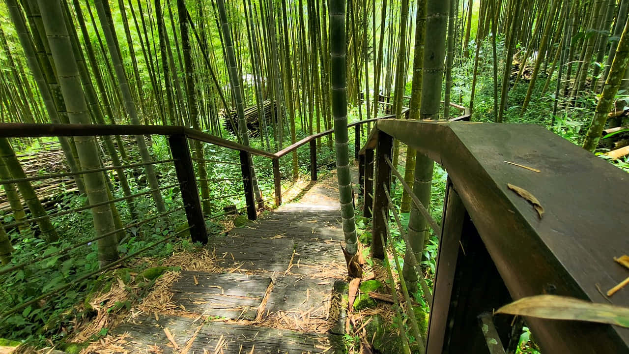 Bamboo Forest Pathway H D, wooden staircase, dense bamboo forest, HD Desktop Wallpaper