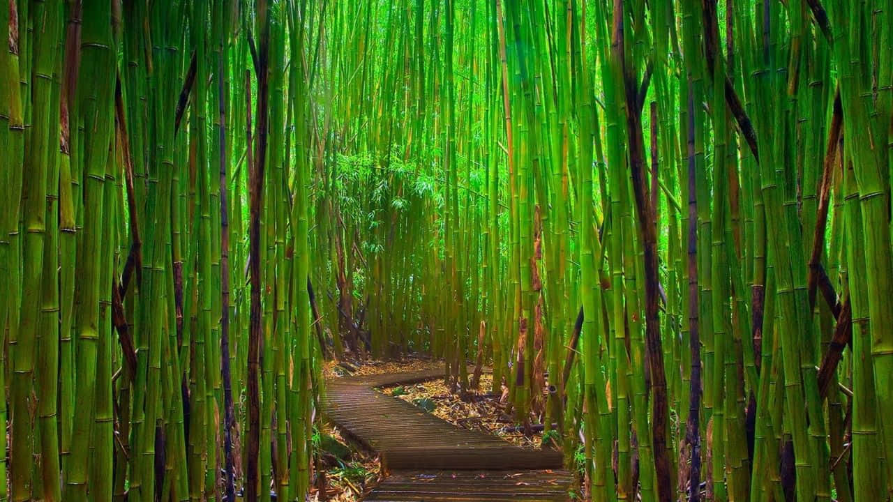 bamboo forest, wooden path, tall green stalks, HD Desktop Wallpaper