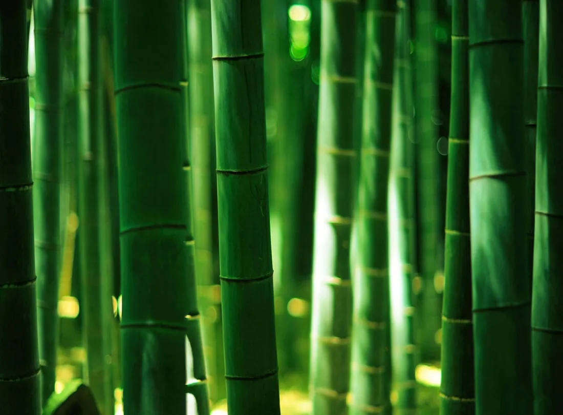 Bamboo Forest iPhone