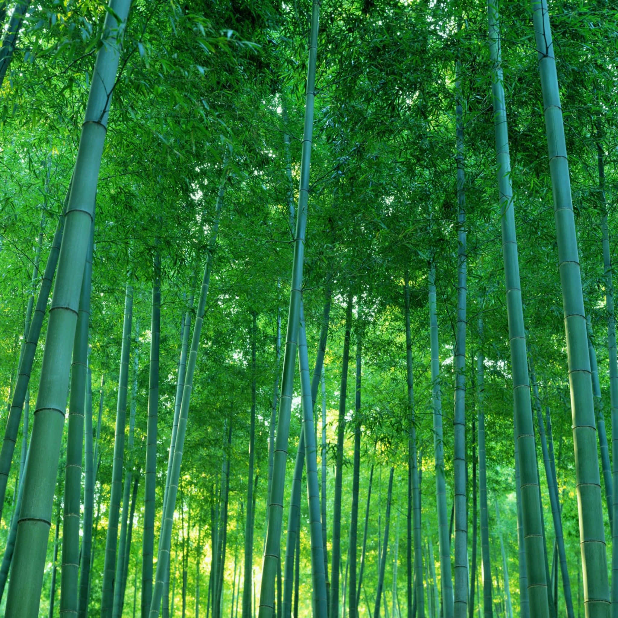 Green Bamboo, Forest of Tranquility, Bamboo Thicket, Full HD Desktop Wallpaper
