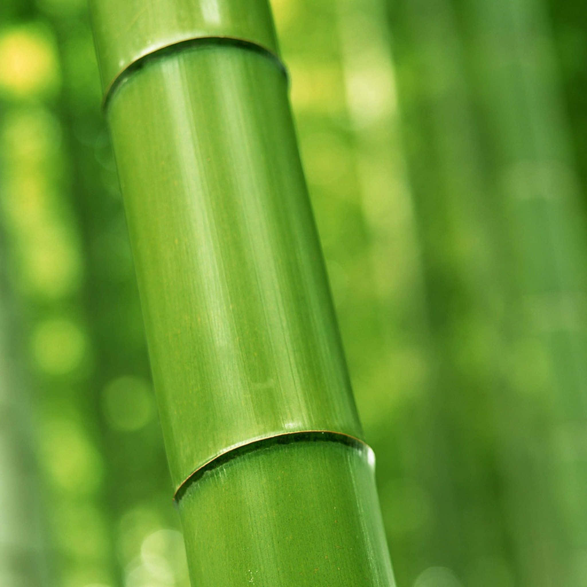 green bamboo, vibrant green bamboo stalk, smooth nodes, Full HD Desktop Wallpaper