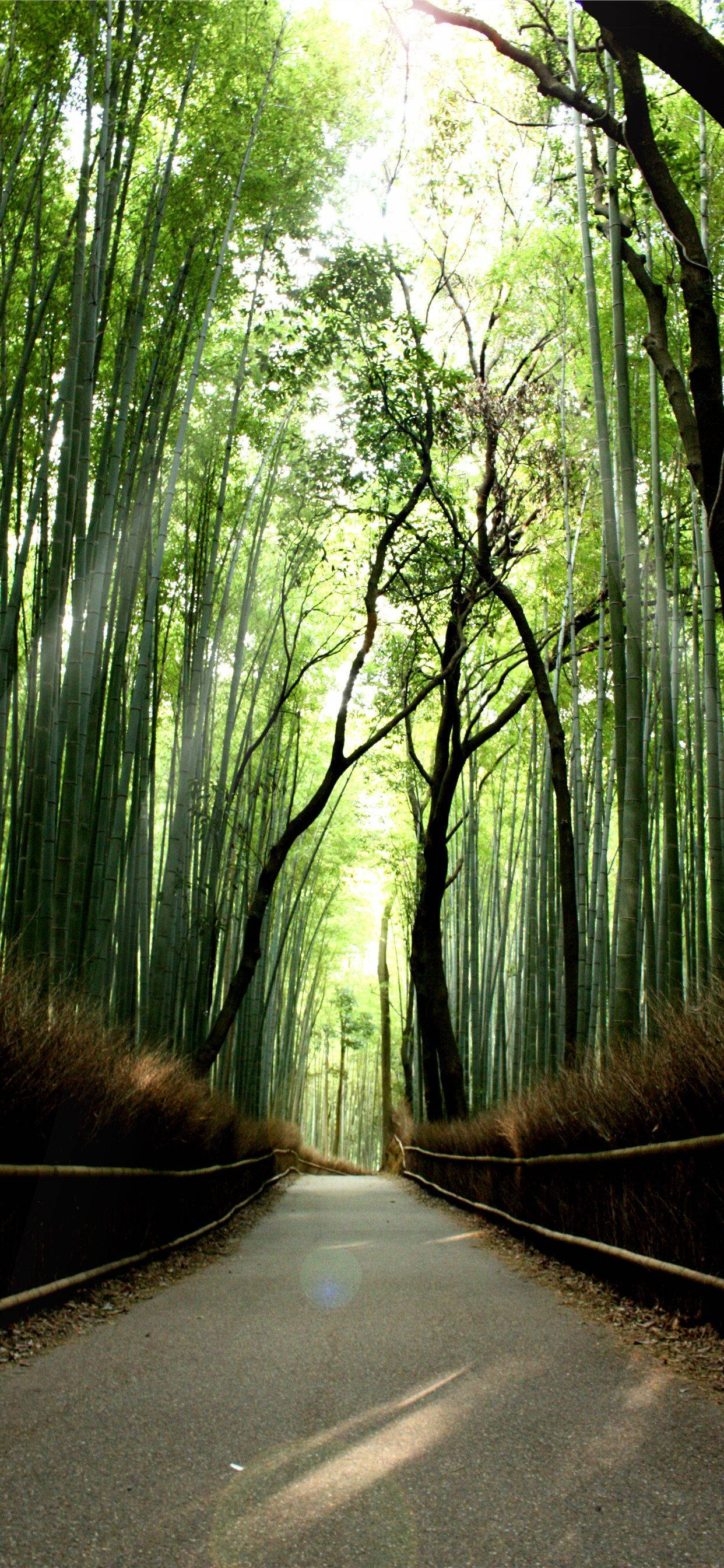Bamboo Forest, sunlit path, towering bamboo forest, 2K Phone Wallpaper