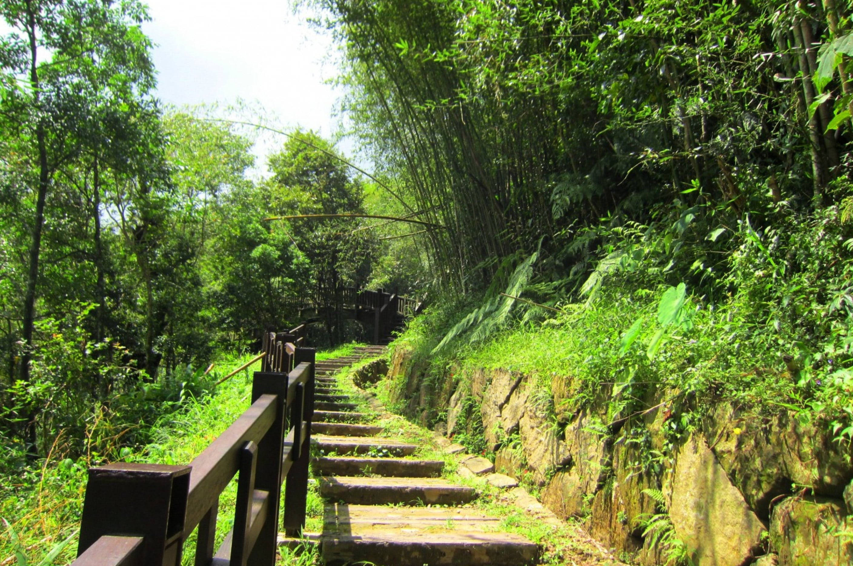 bamboo forest, stone staircase, wooden railings, 2K Desktop Wallpaper