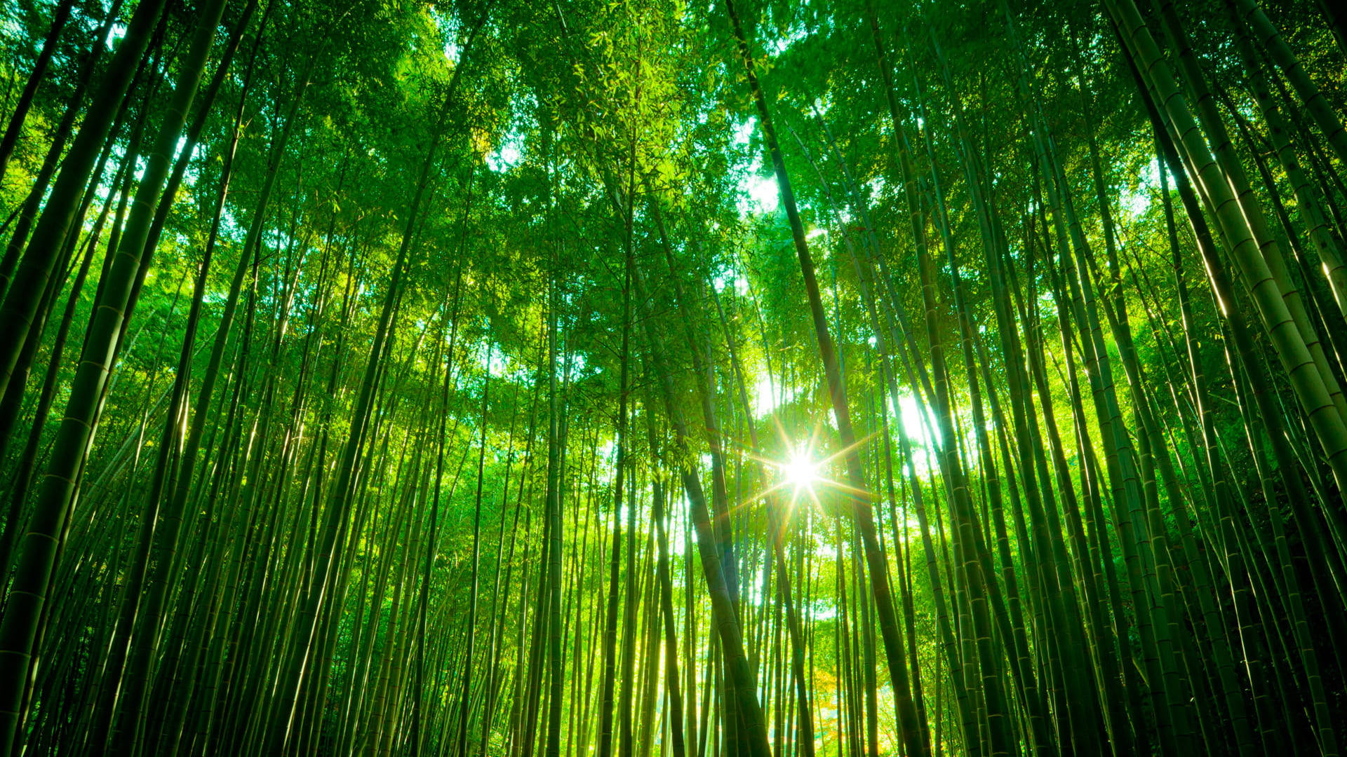 Bamboo Forest, iPhone, sunlight, Full HD Desktop Wallpaper